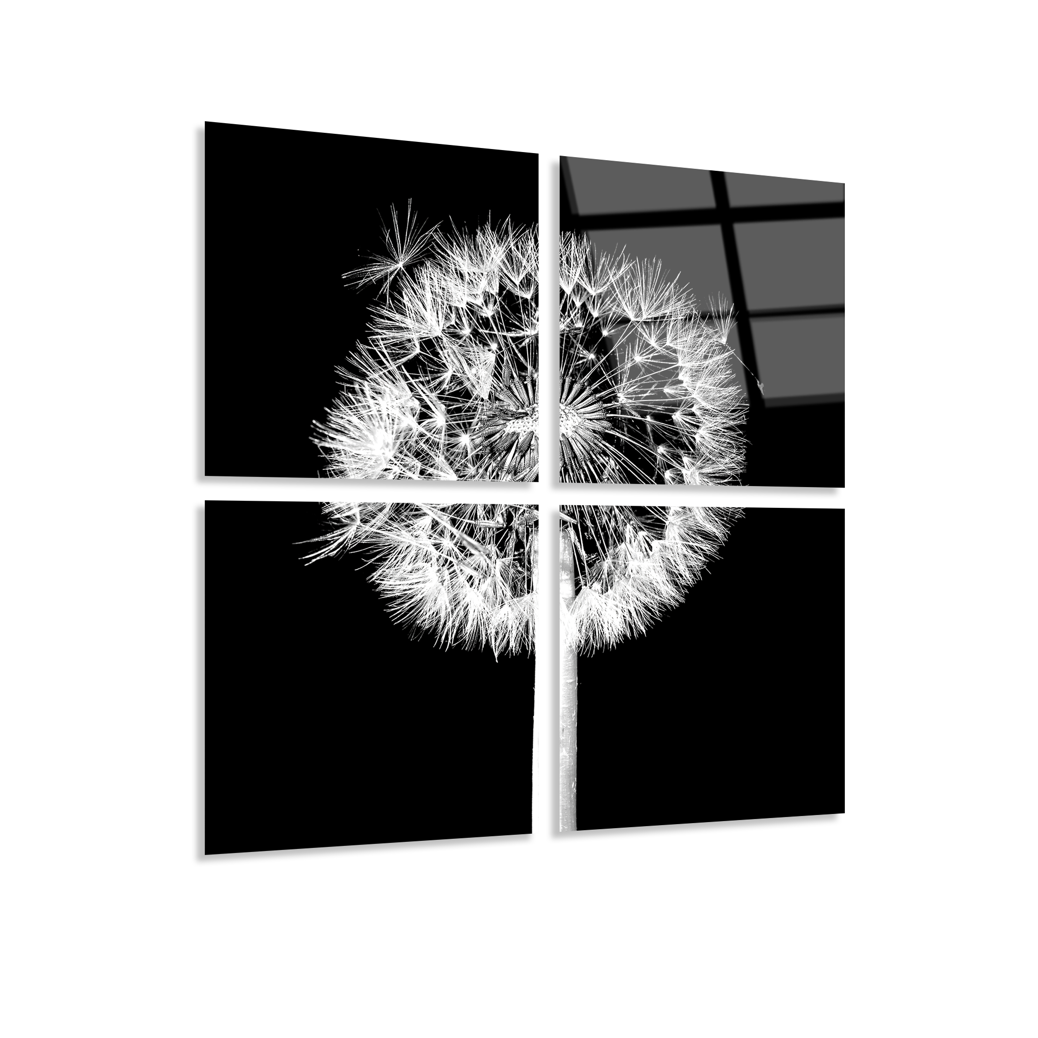 Mega Size Dandelion Bloom Quatro | Premium HD Metal Wall Art