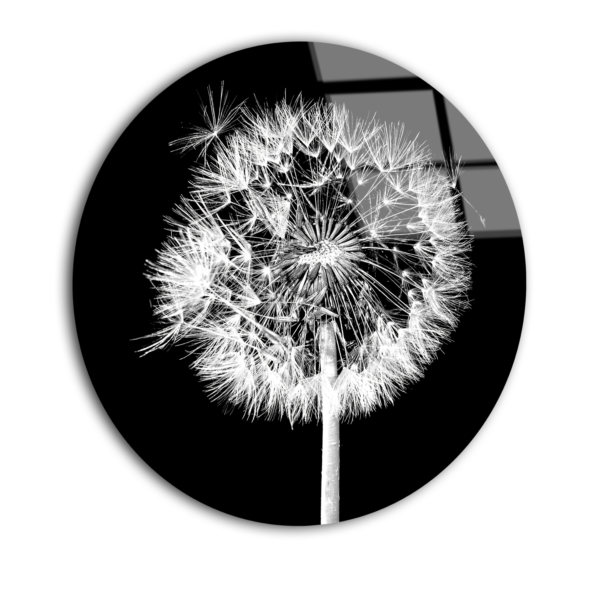 Dandelion Flower | Premium HD Round Wall Art