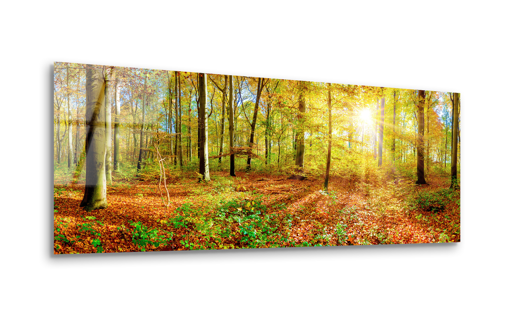 Panoramic Autumn Forest with Sunlit Trees | Premium HD Metal Wall Art