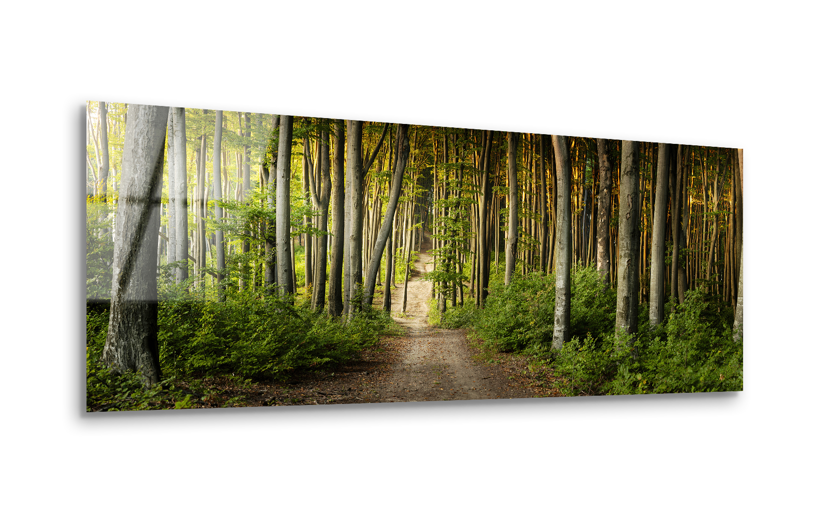 Autumn Forest Sunset | Premium HD Metal Wall Art