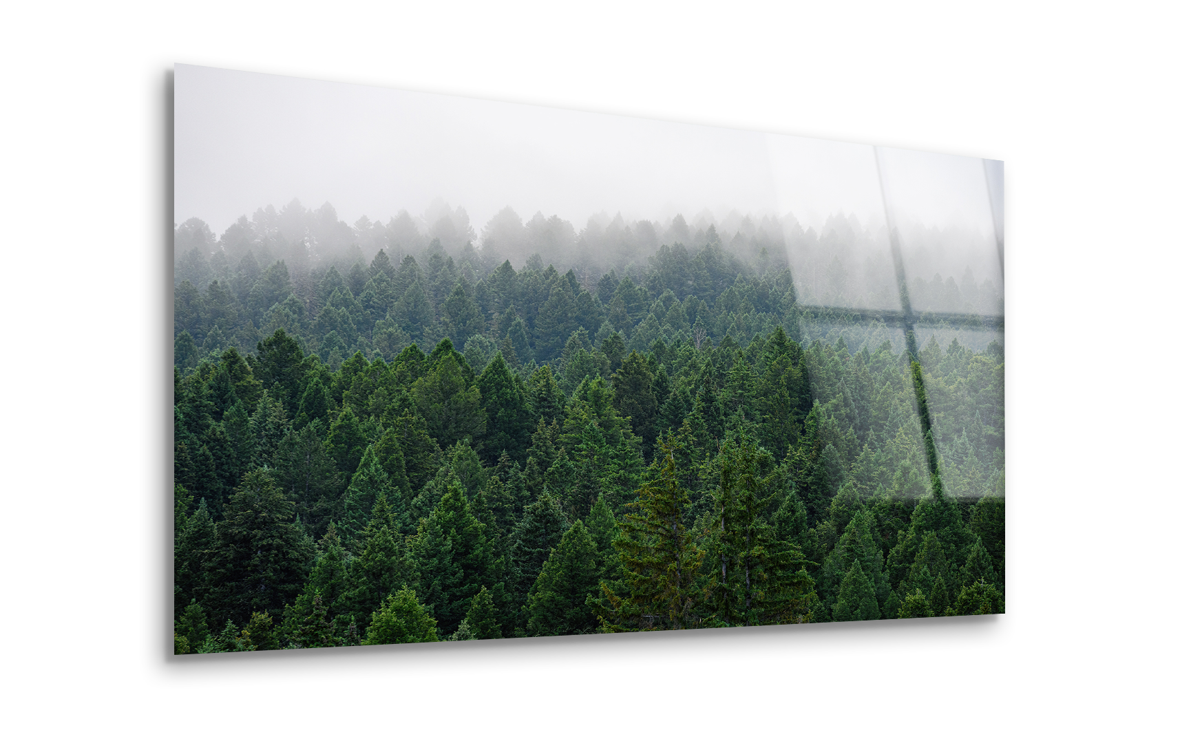 Foggy Morning Forest | Premium HD Metal Wall Art - DezignArt