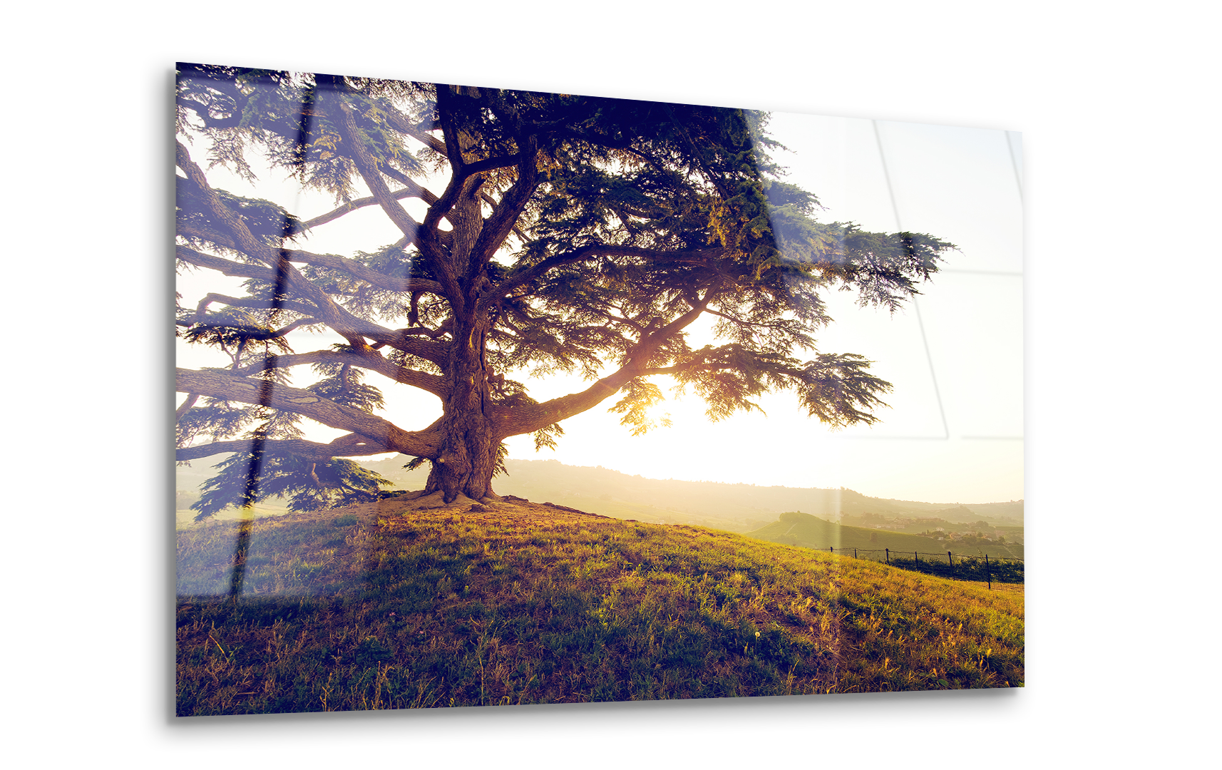 Old Lebanon Cedar | Premium HD Metal Wall Art - DezignArt