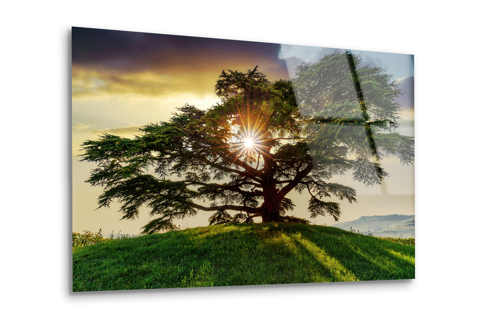 Cedar of Lebanon | Premium HD Metal Wall Art - DezignArt