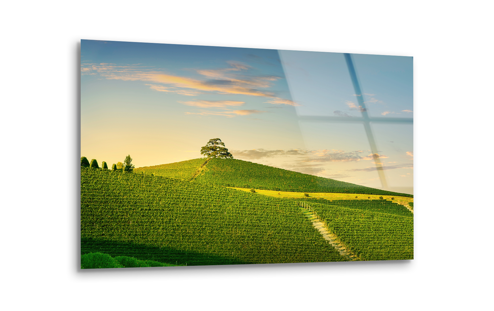 Langhe Vineyards & Cedar of Lebanon at Sunset | Premium HD Metal Wall Art - DezignArt