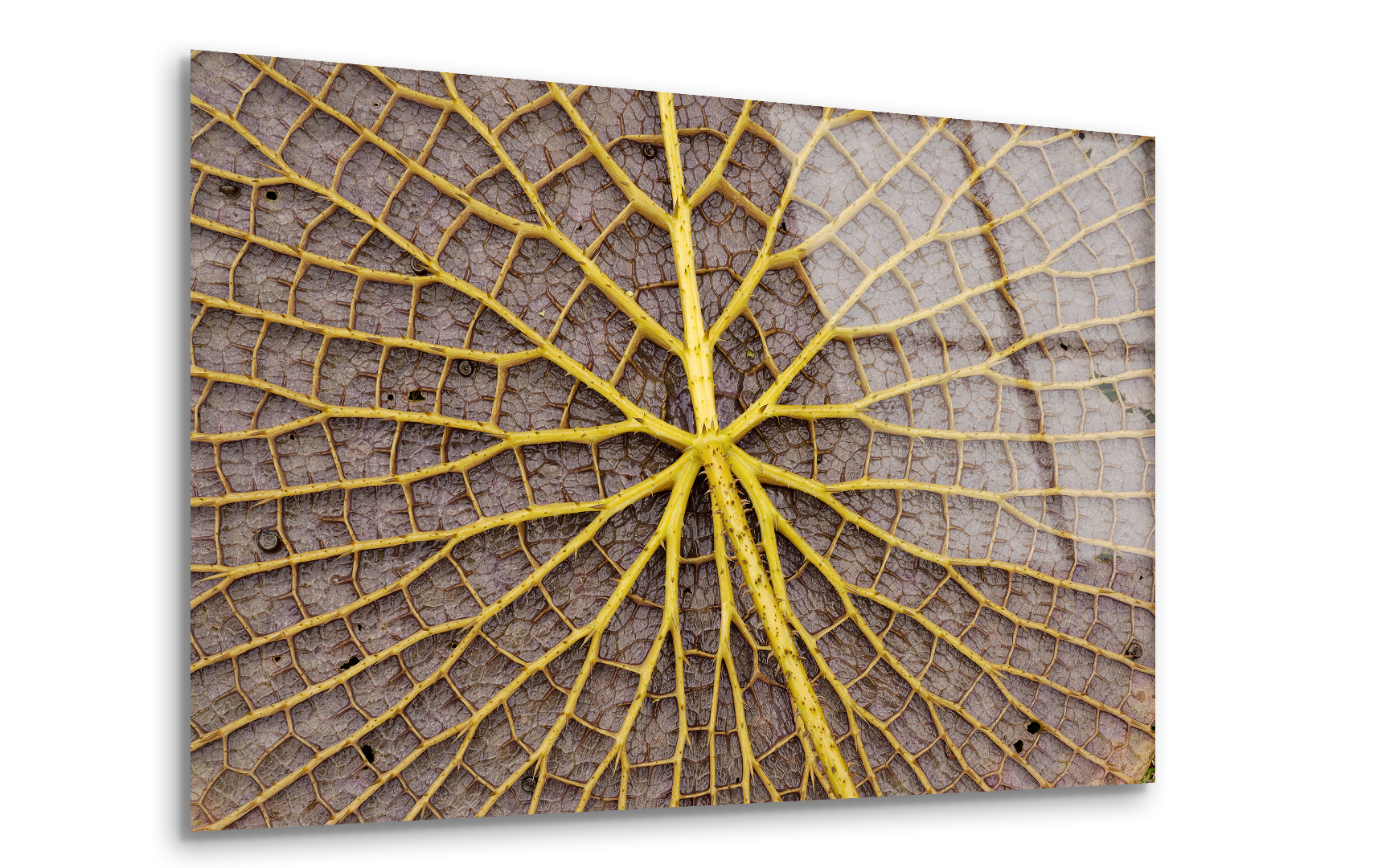 Giant Amazon Water Lily Underside | Premium HD Metal Wall Art - DezignArt