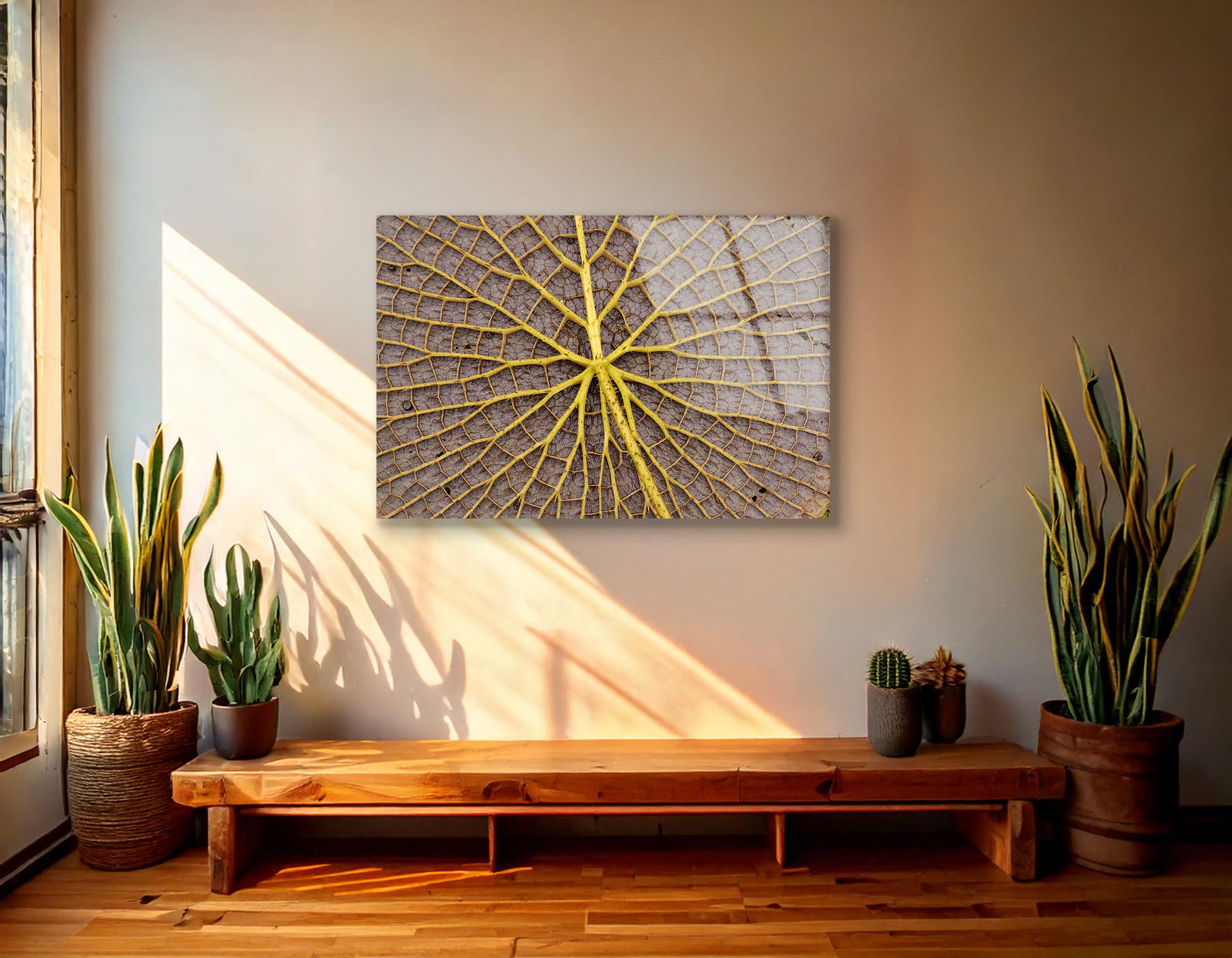Giant Amazon Water Lily Underside | Premium HD Metal Wall Art - DezignArt