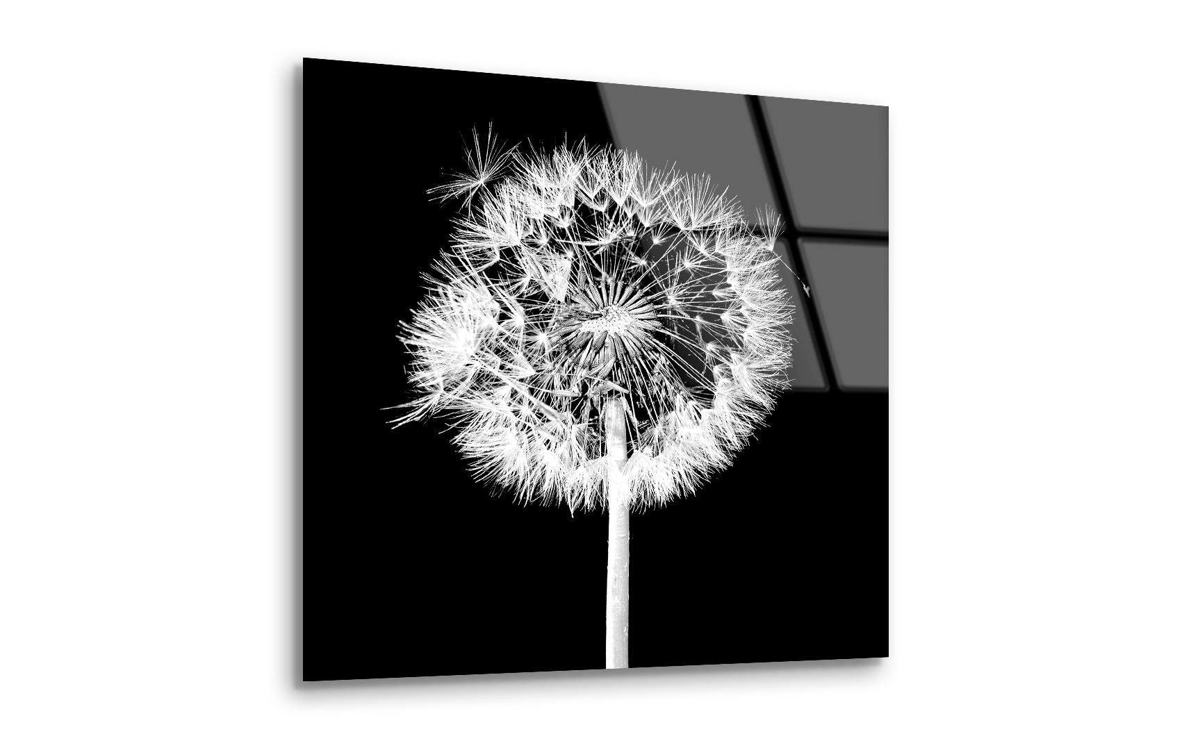 Dandelion Flower on Black Background | Premium HD Metal Wall Art