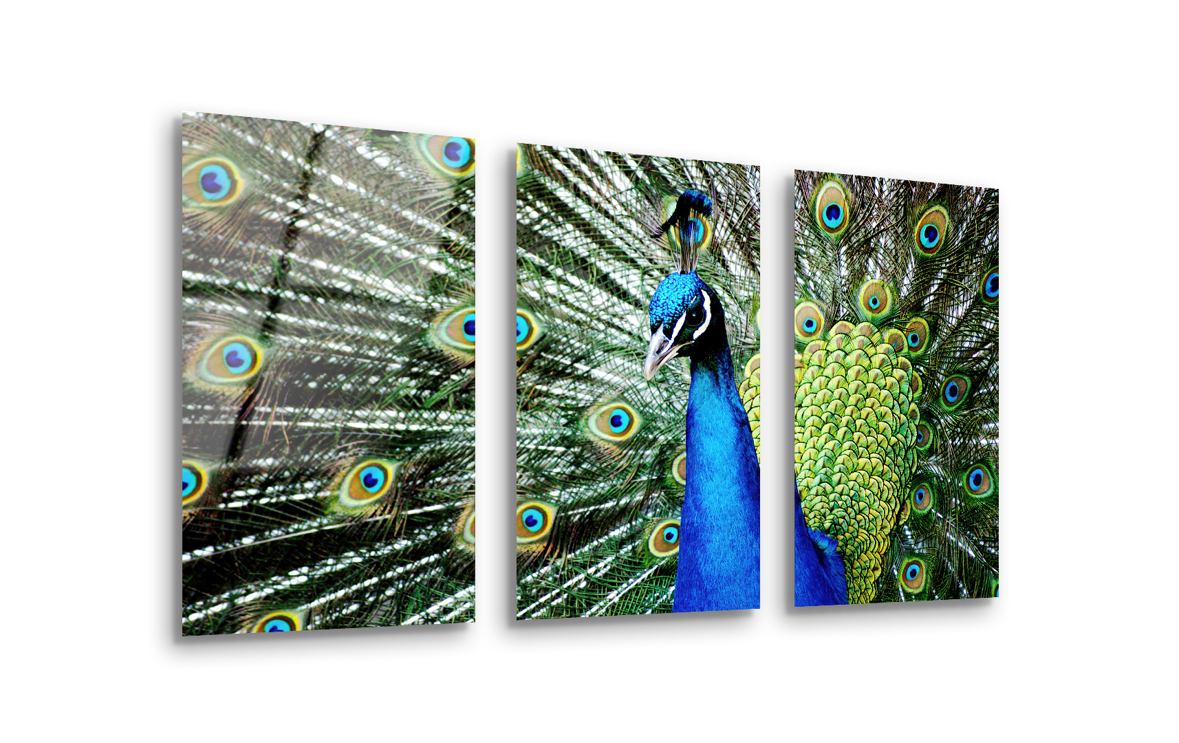 Mega Size Peacock Trio Painting | Premium HD Metal Wall Art