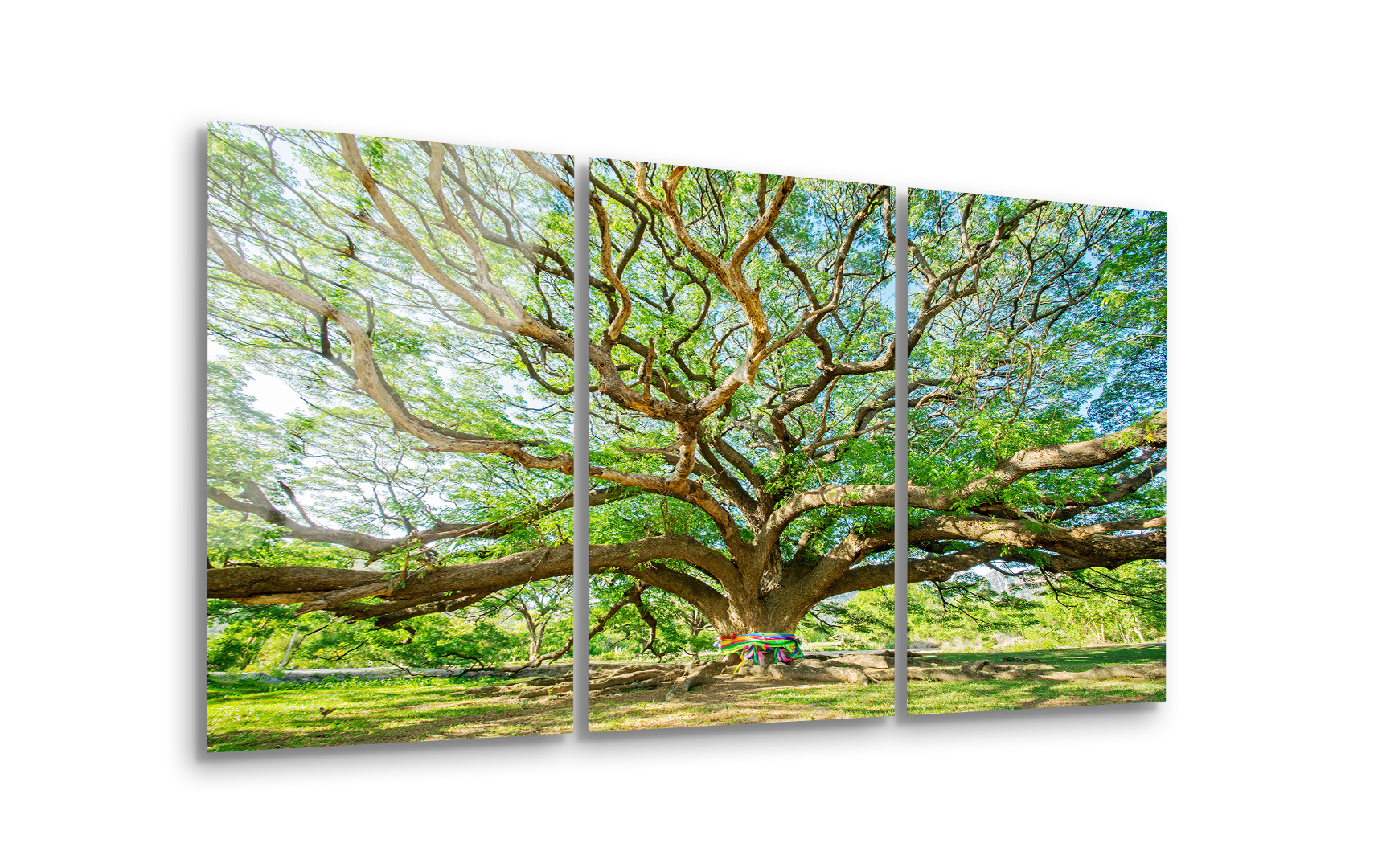 Mega Size Big Tree Trio | Premium HD Metal Wall Art