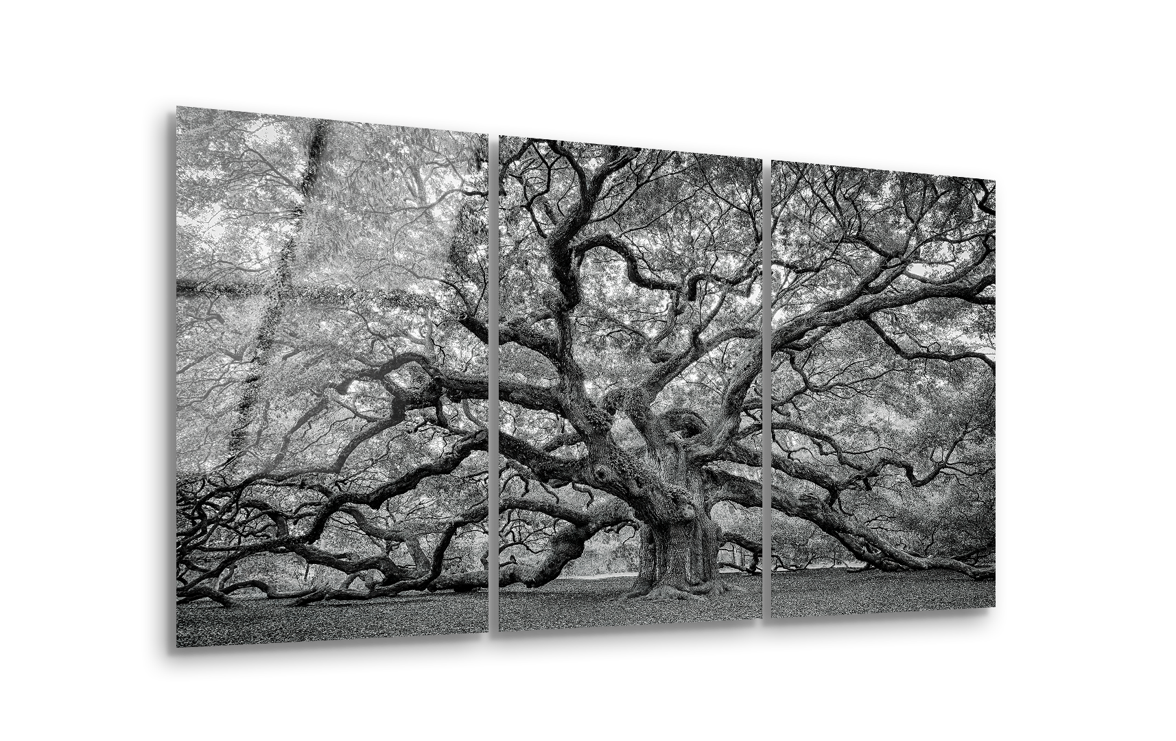 Mega Size Southern Live Oak South Carolina Trio | Premium HD Metal Wall Art