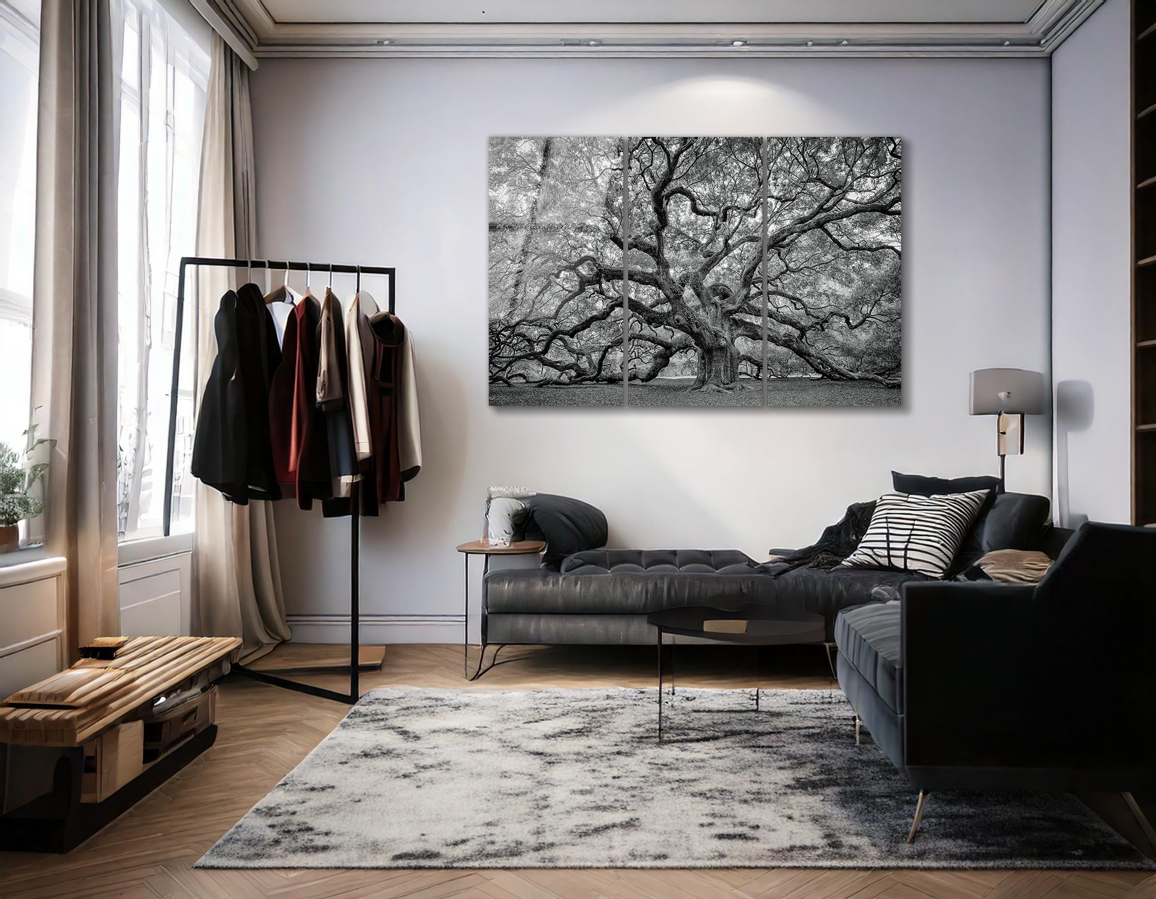 Mega Size Southern Live Oak South Carolina Trio | Premium HD Metal Wall Art