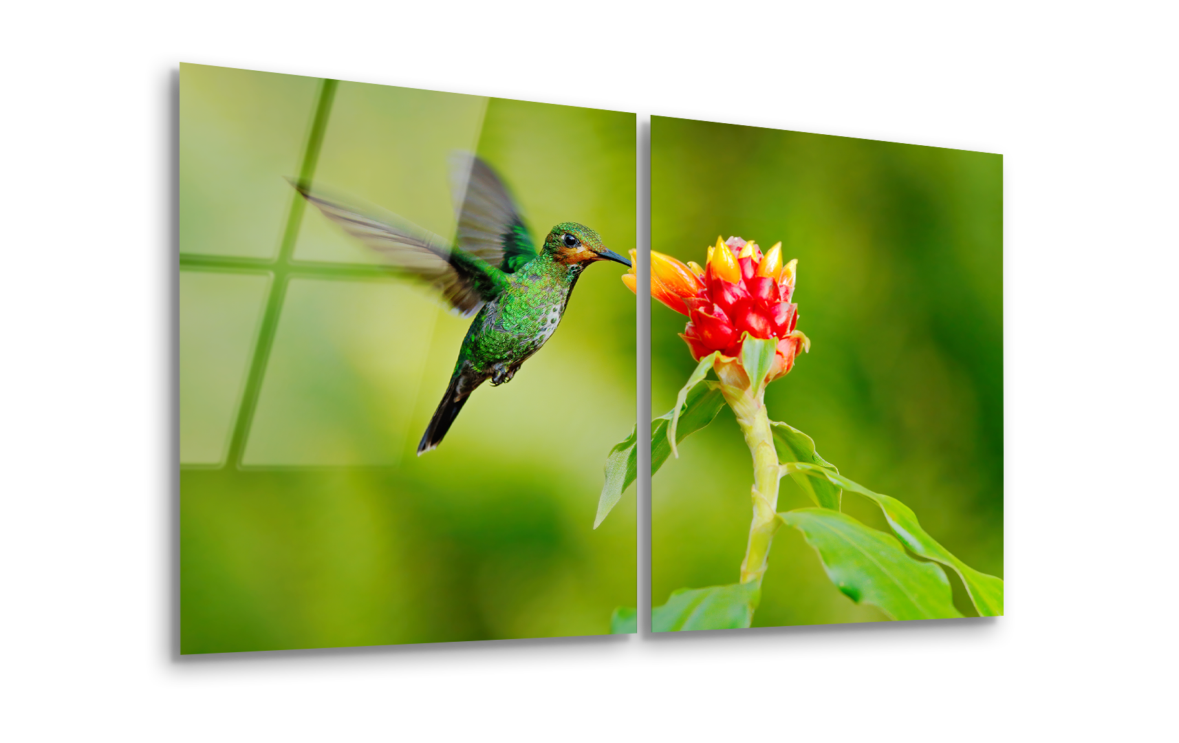 Mega Size Hummingbird Green-Crowned Duo | Premium HD Metal Wall Art