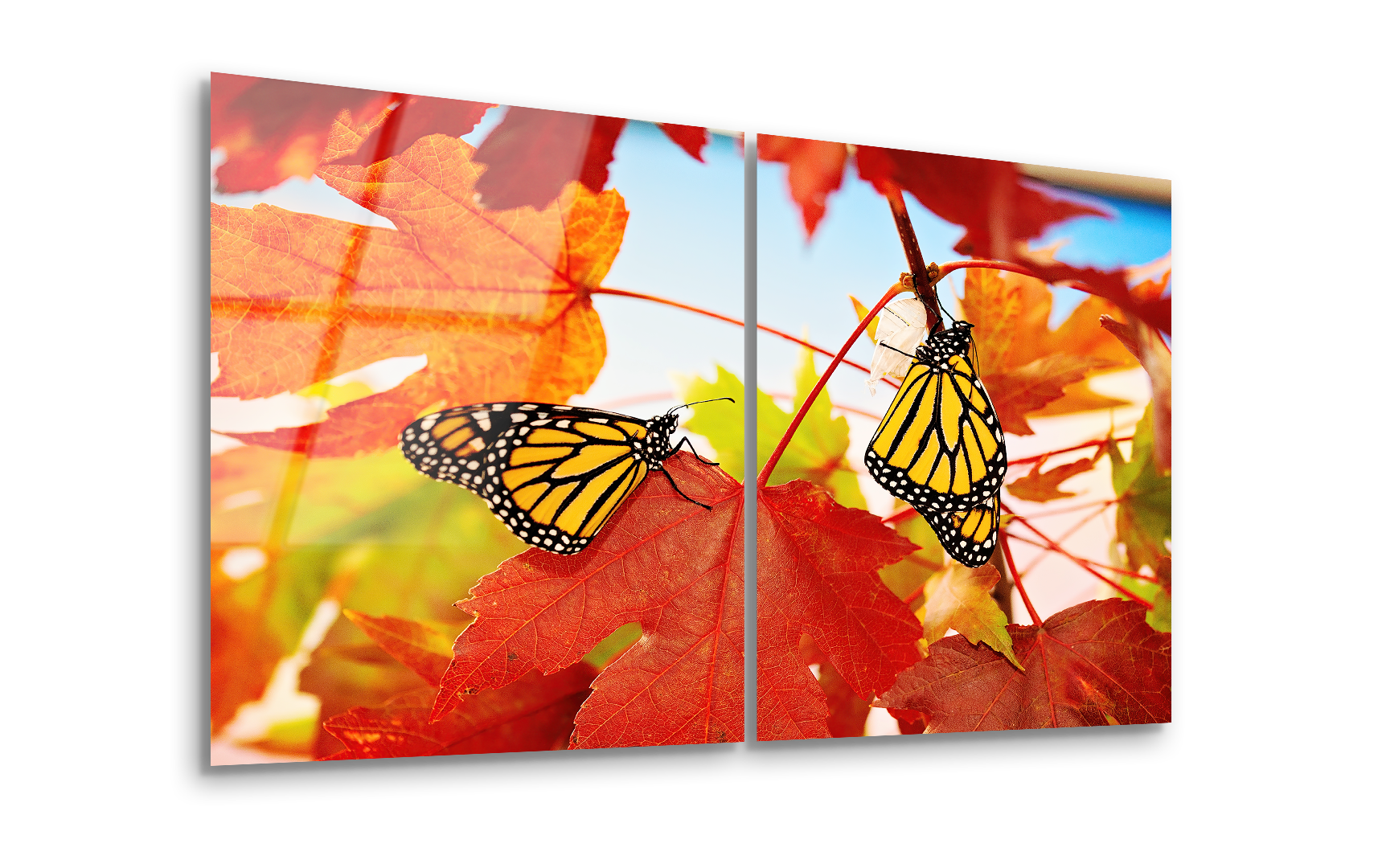 Mega Size Close-Up Butterfly Duo | Premium HD Metal Wall Art