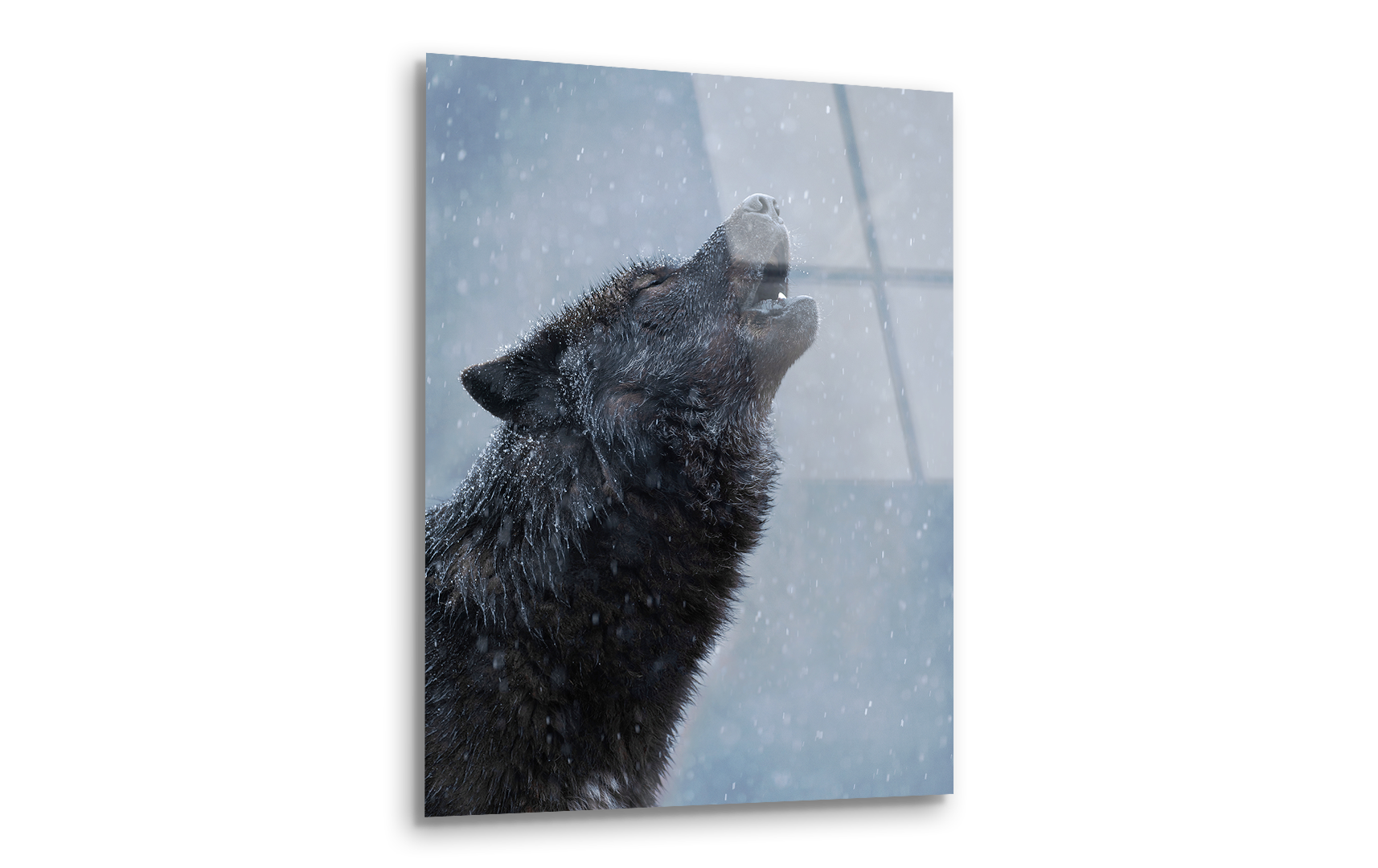 Howling Black Canadian Wolf in Winter | Premium HD Metal Wall Art