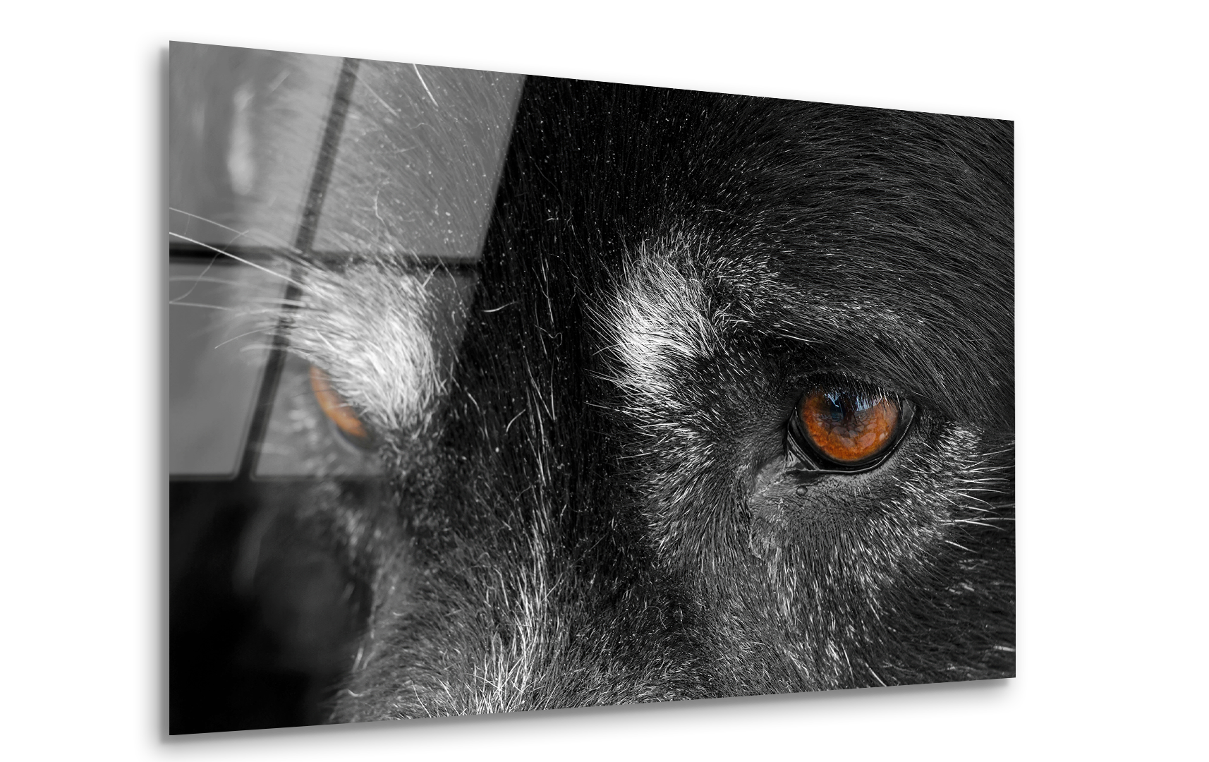 Close-Up of Dog's Eye | Premium HD Metal Wall Art