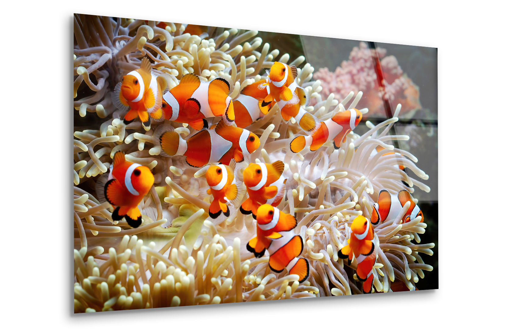 Cute Anemone Fish Playing on the Coral Reef | Premium HD Metal Wall Art