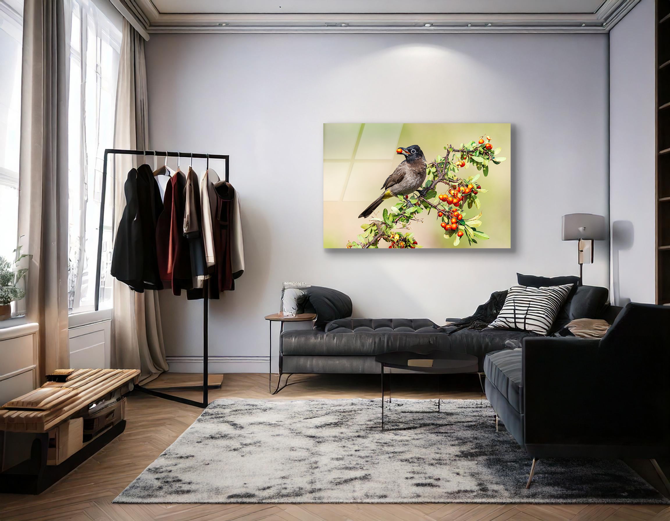 White-Spectacled Bulbul Feeding | Premium HD Metal Wall Art