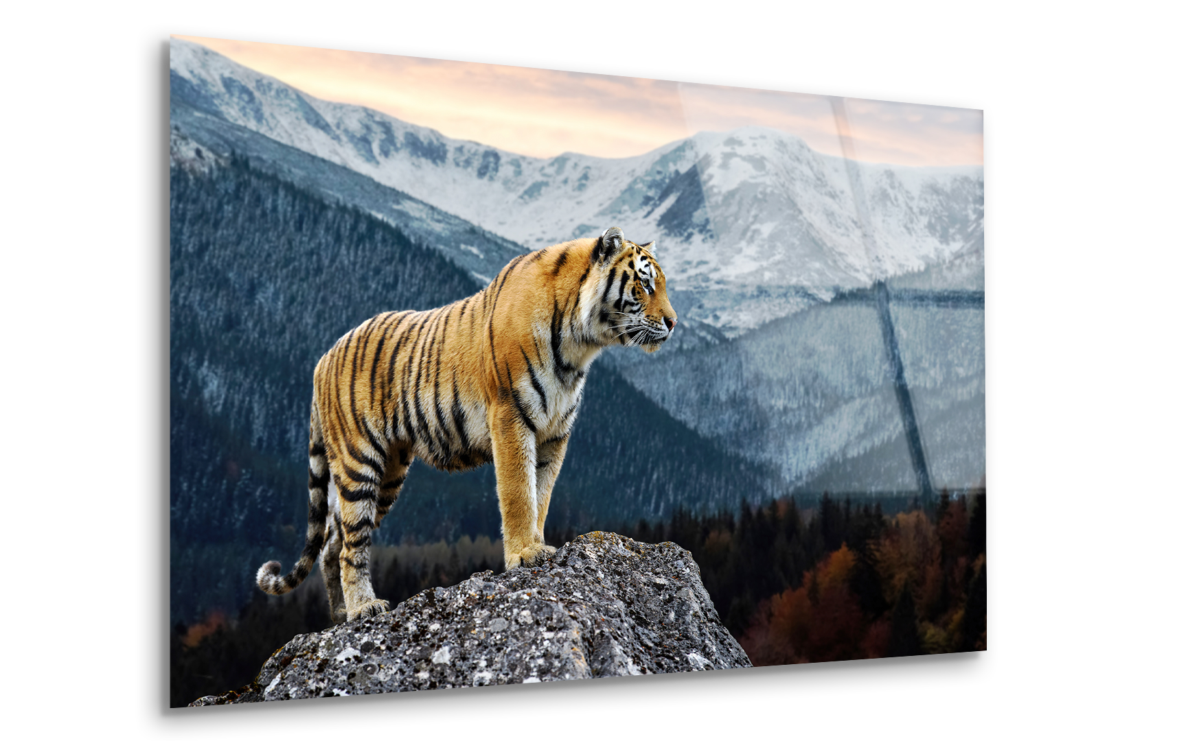 Tiger on Rock Against Winter Landscape | Premium HD Metal Wall Art
