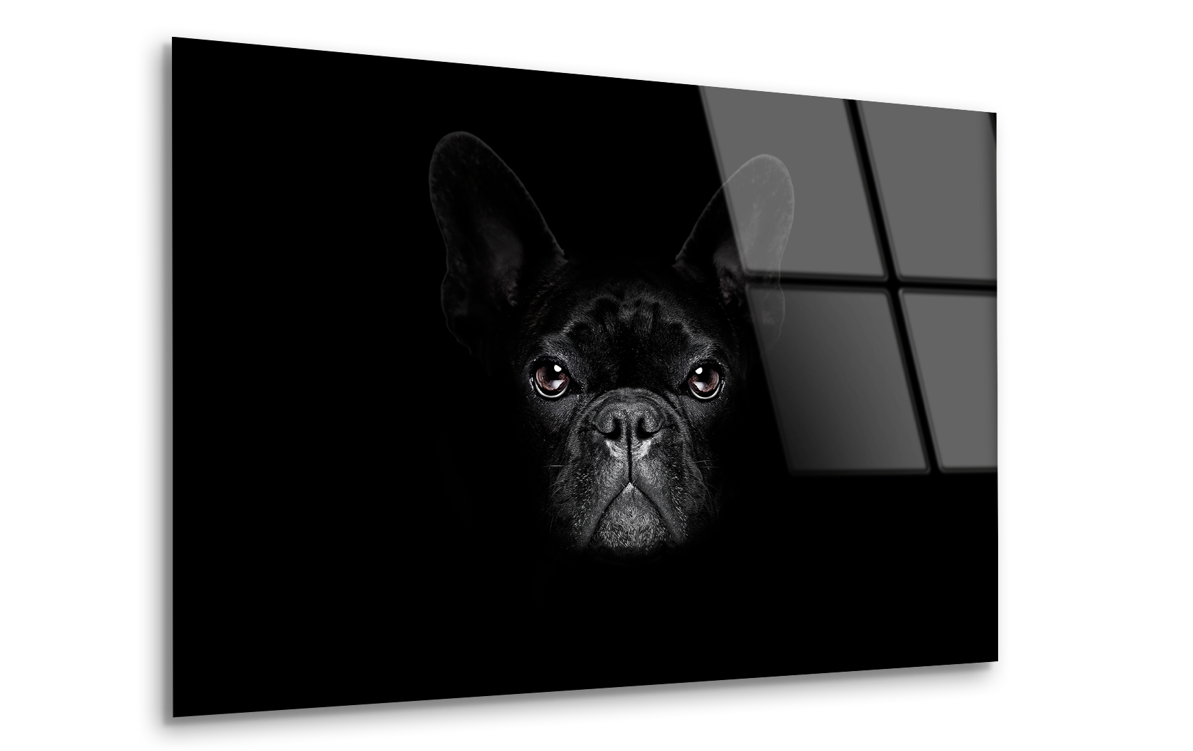 Bulldog Dog Frontal Look | Premium HD Metal Wall Art