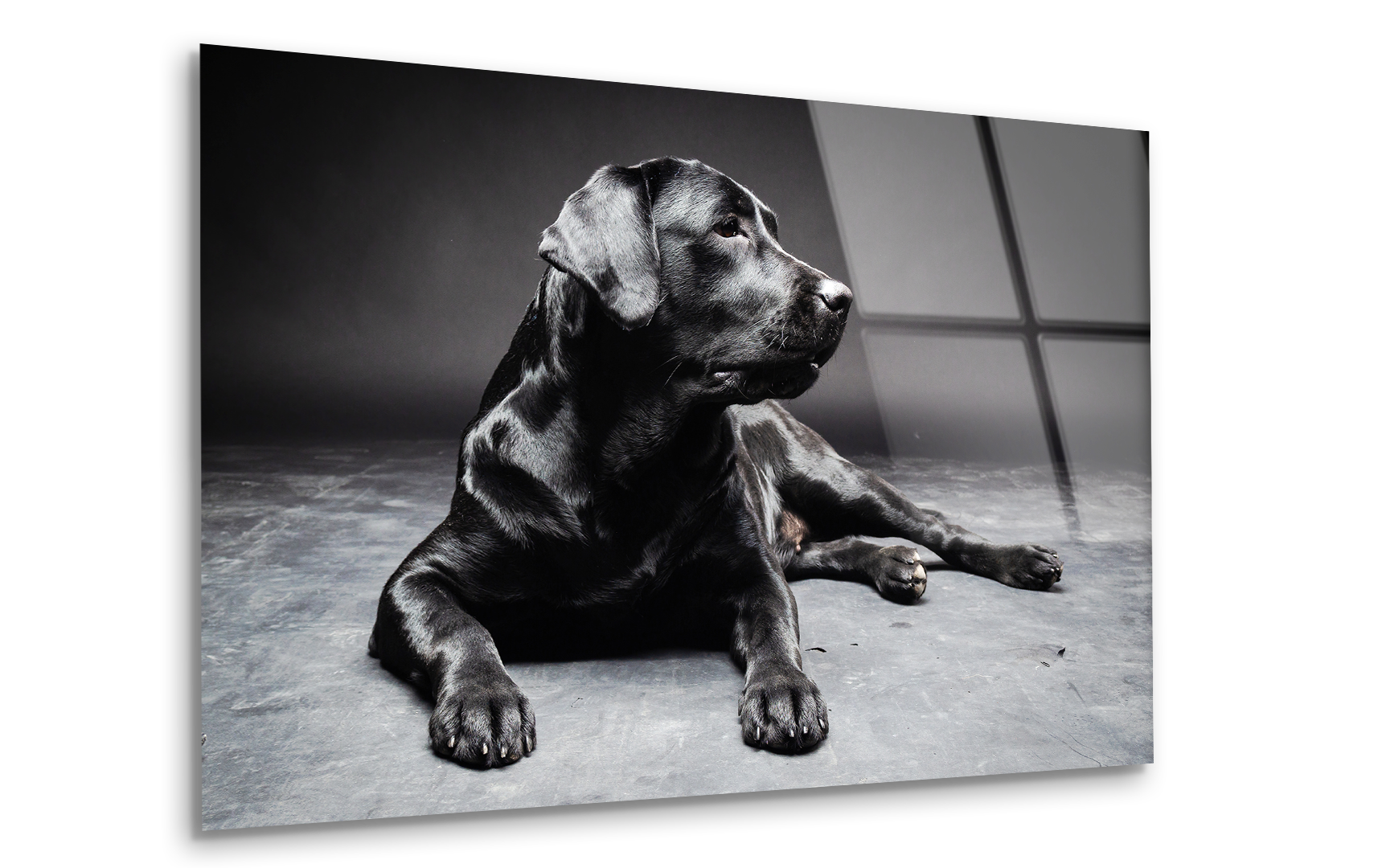 Labrador Retriever Portrait | Premium HD Metal Wall Art