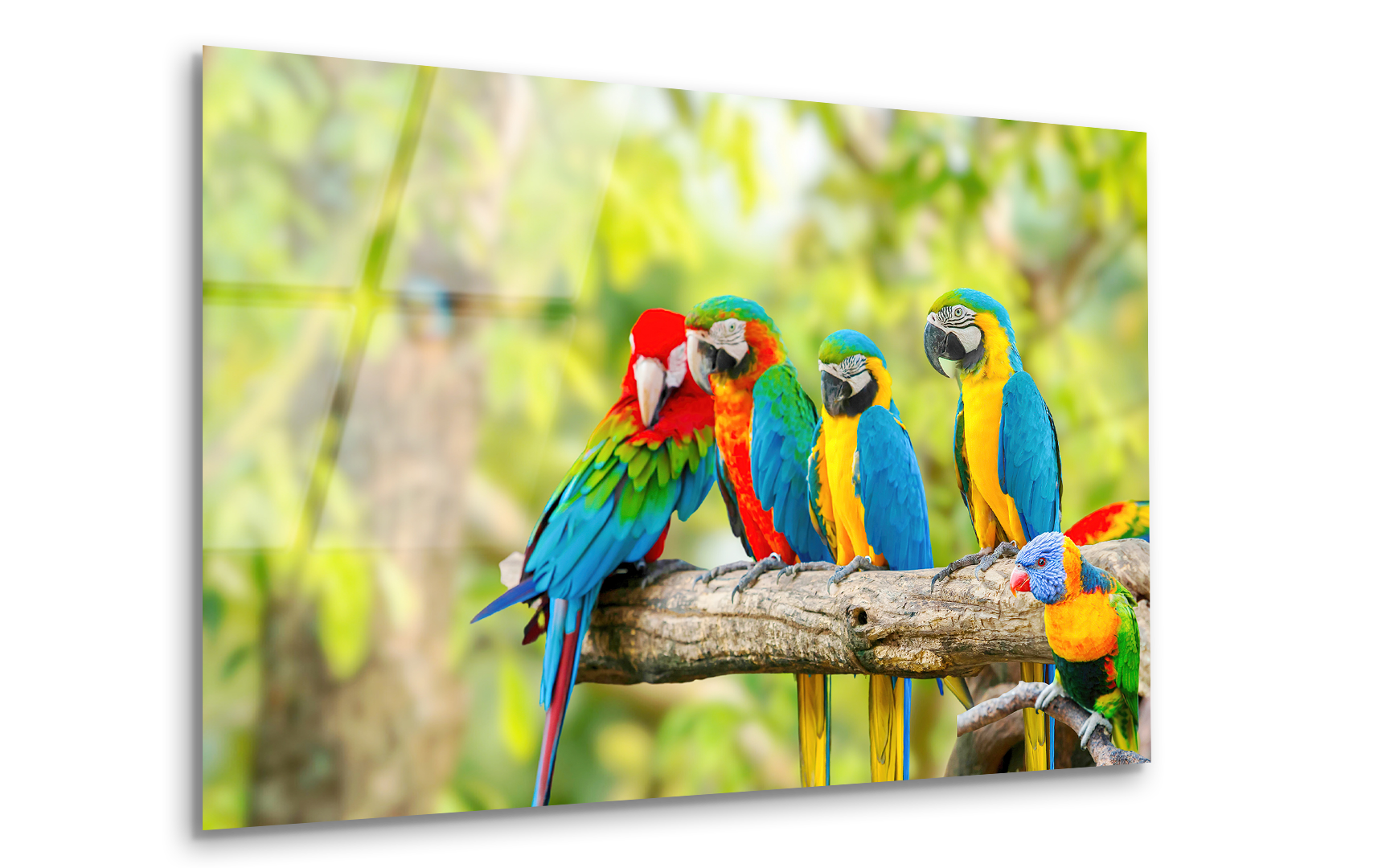Parrots on Perch | Premium HD Metal Wall Art