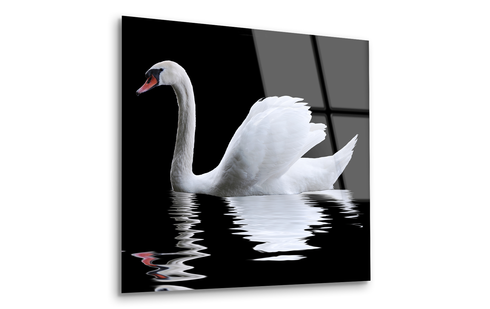 Swan on Black Background | Premium HD Metal Wall Art