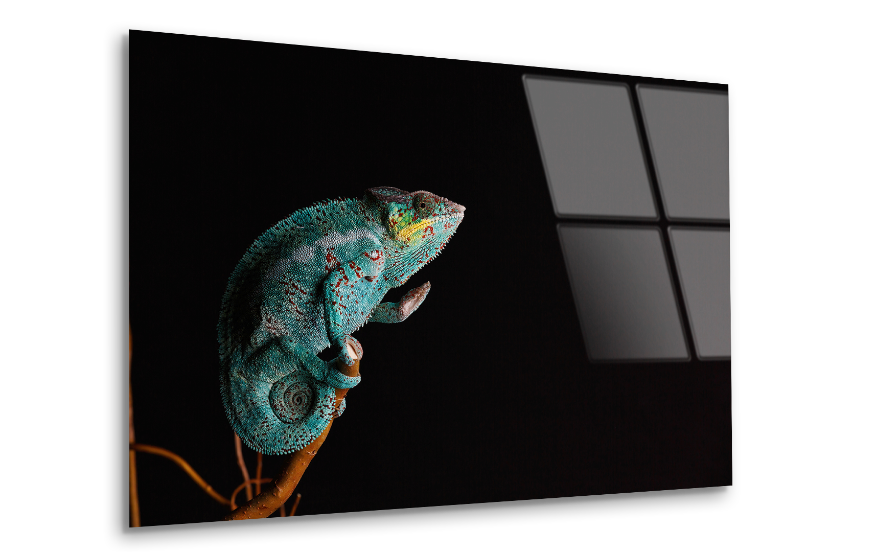 Furcifer Pardalis Chameleon | Premium HD Metal Wall Art