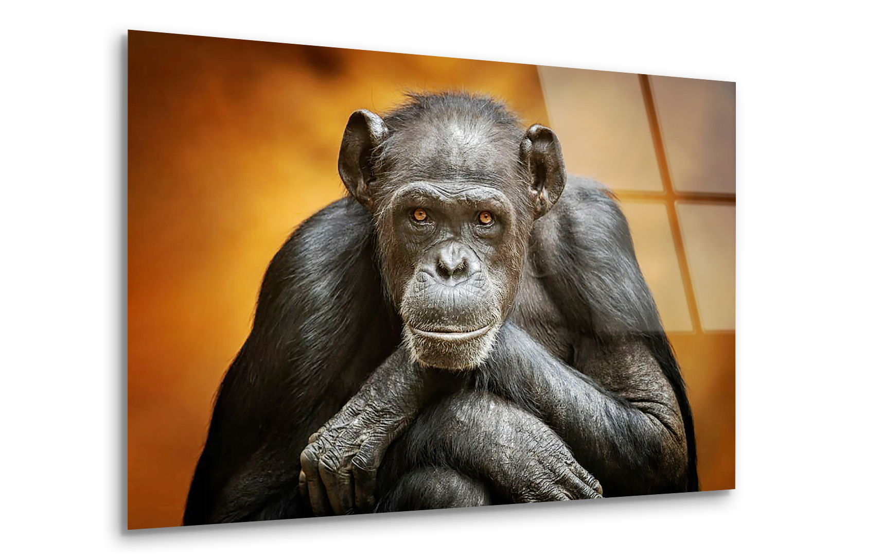 Portrait of a Chimpanzee | Premium HD Metal Wall Art
