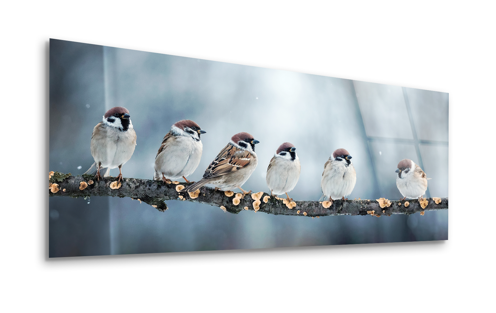 Group of Funny Sparrows on a Branch | Premium HD Metal Wall Art