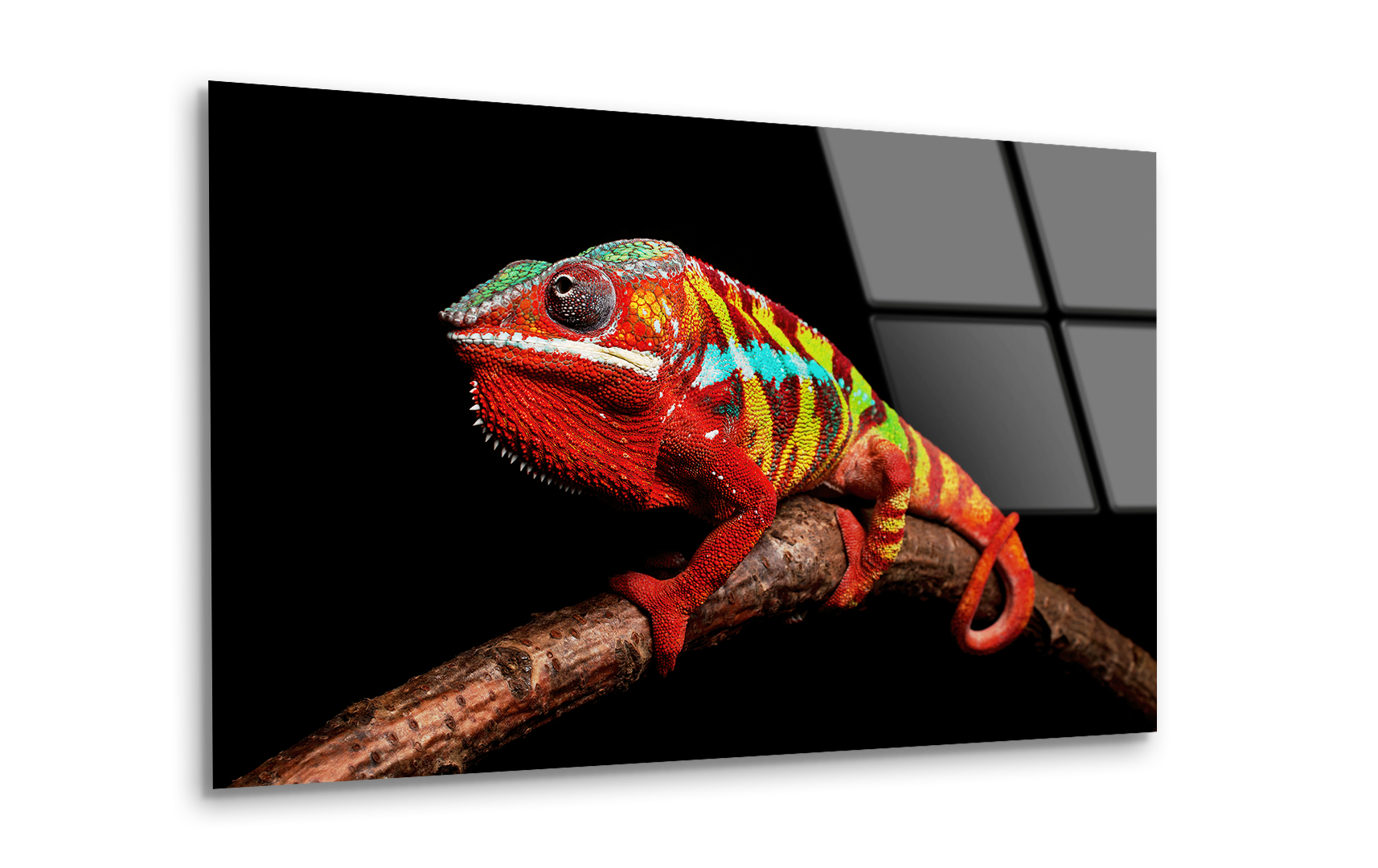 Vibrant Ambilobe Panther Chameleon | Premium HD Metal Wall Art