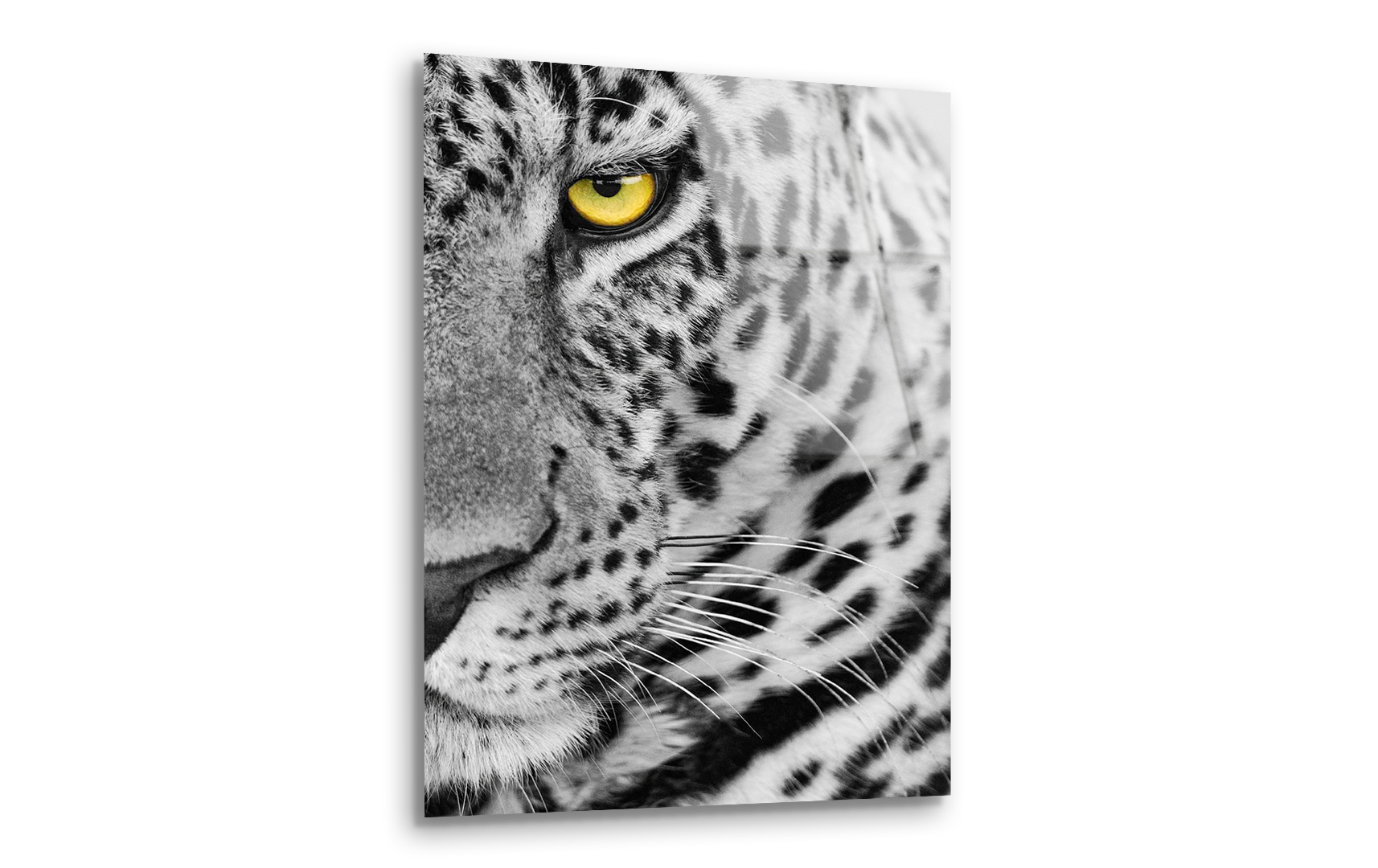 Female Leopard with Frightening Eye | Premium HD Metal Wall Art