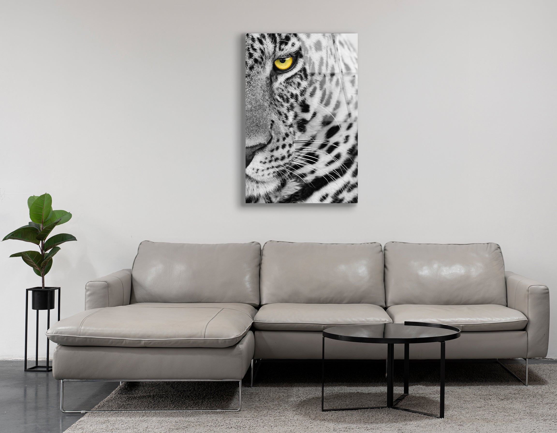 Female Leopard with Frightening Eye | Premium HD Metal Wall Art
