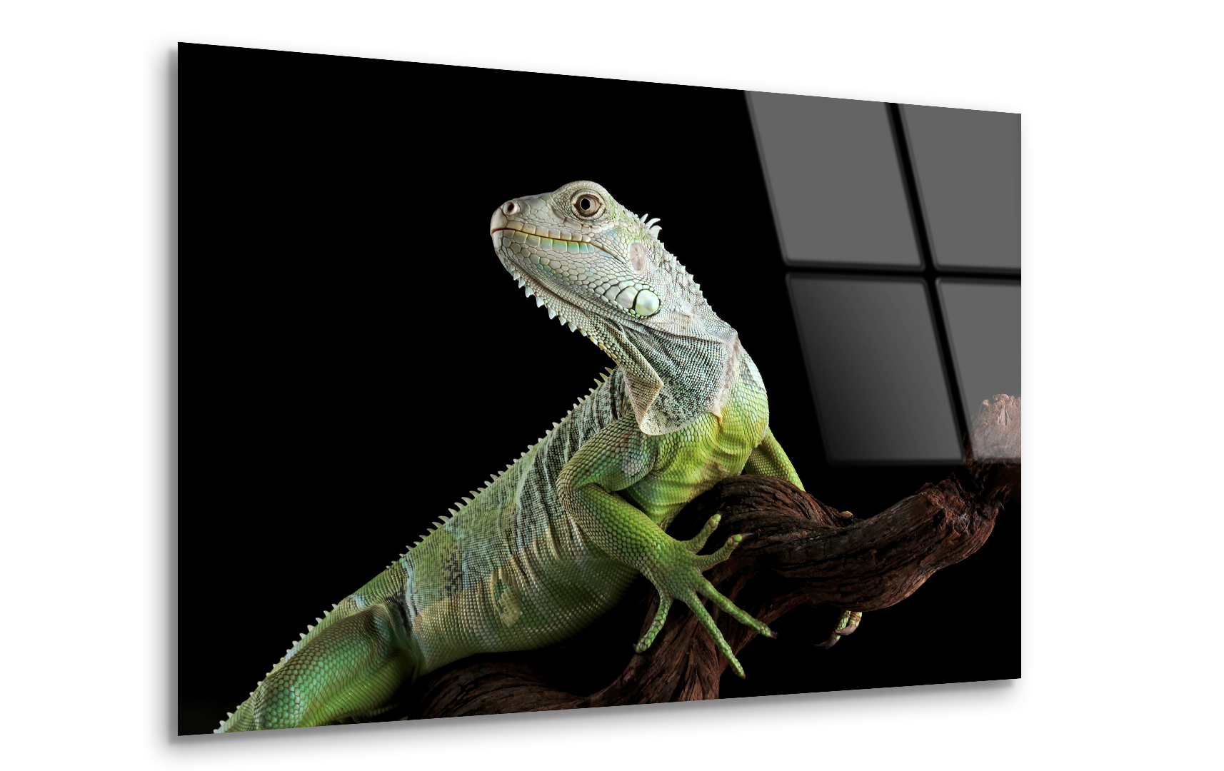 Colombian Green Iguana | Premium HD Metal Wall Art