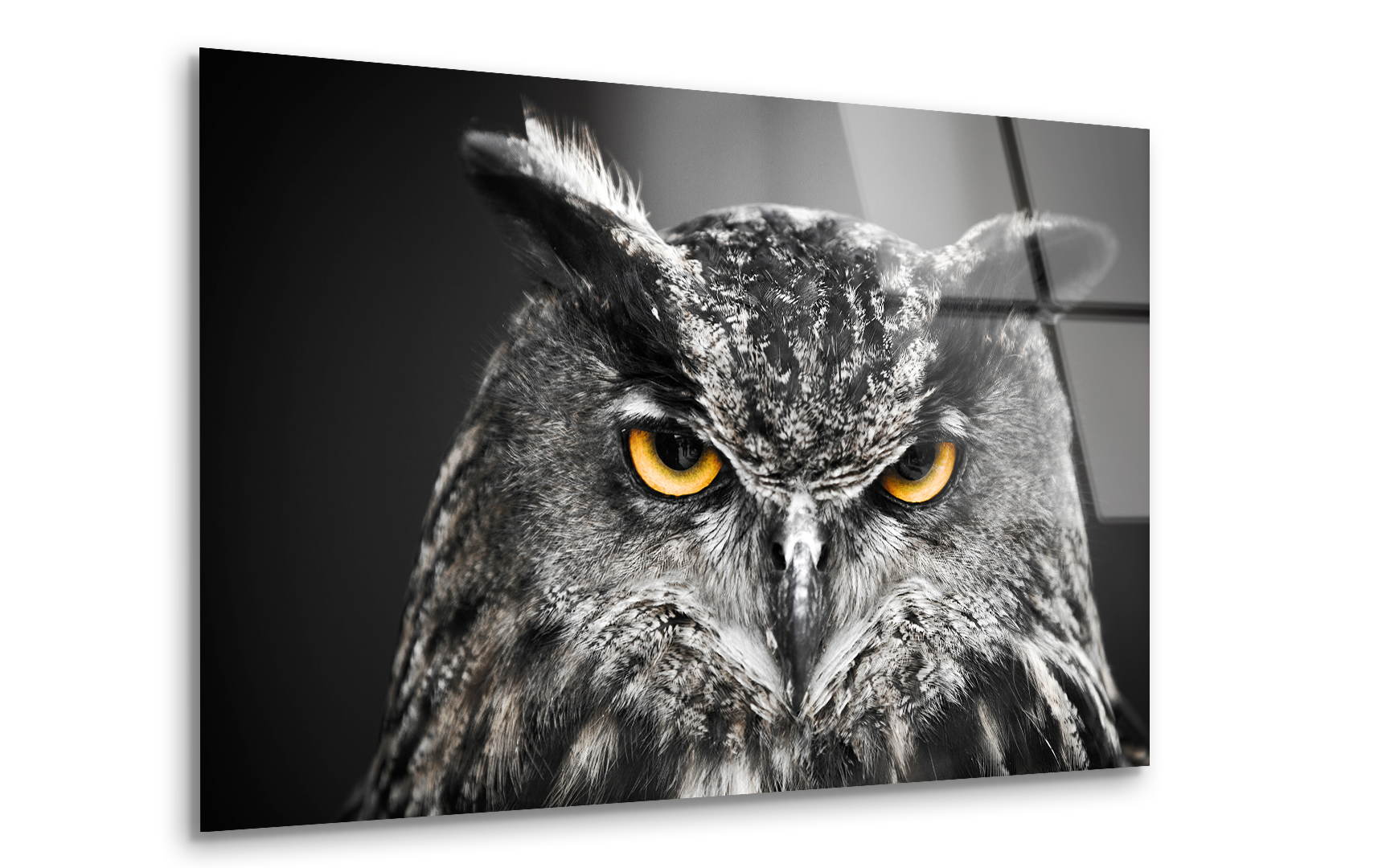 Portrait of an Eagle Owl | Premium HD Metal Wall Art