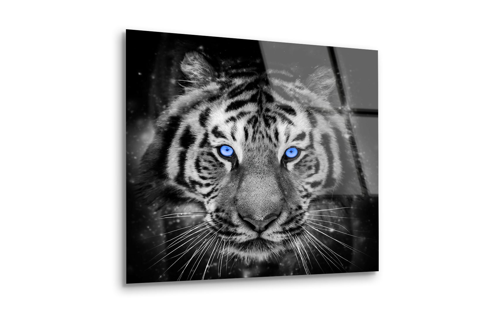 Adult Tiger with Blue Eye | Premium HD Metal Wall Art