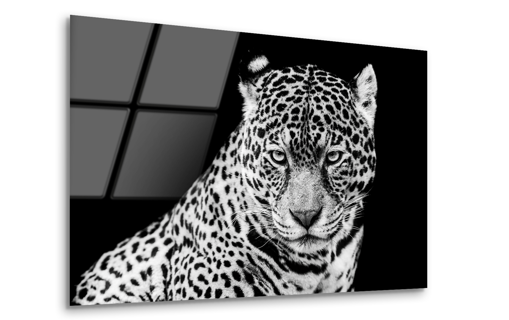 Jaguar in Black and White | Premium HD Metal Wall Art