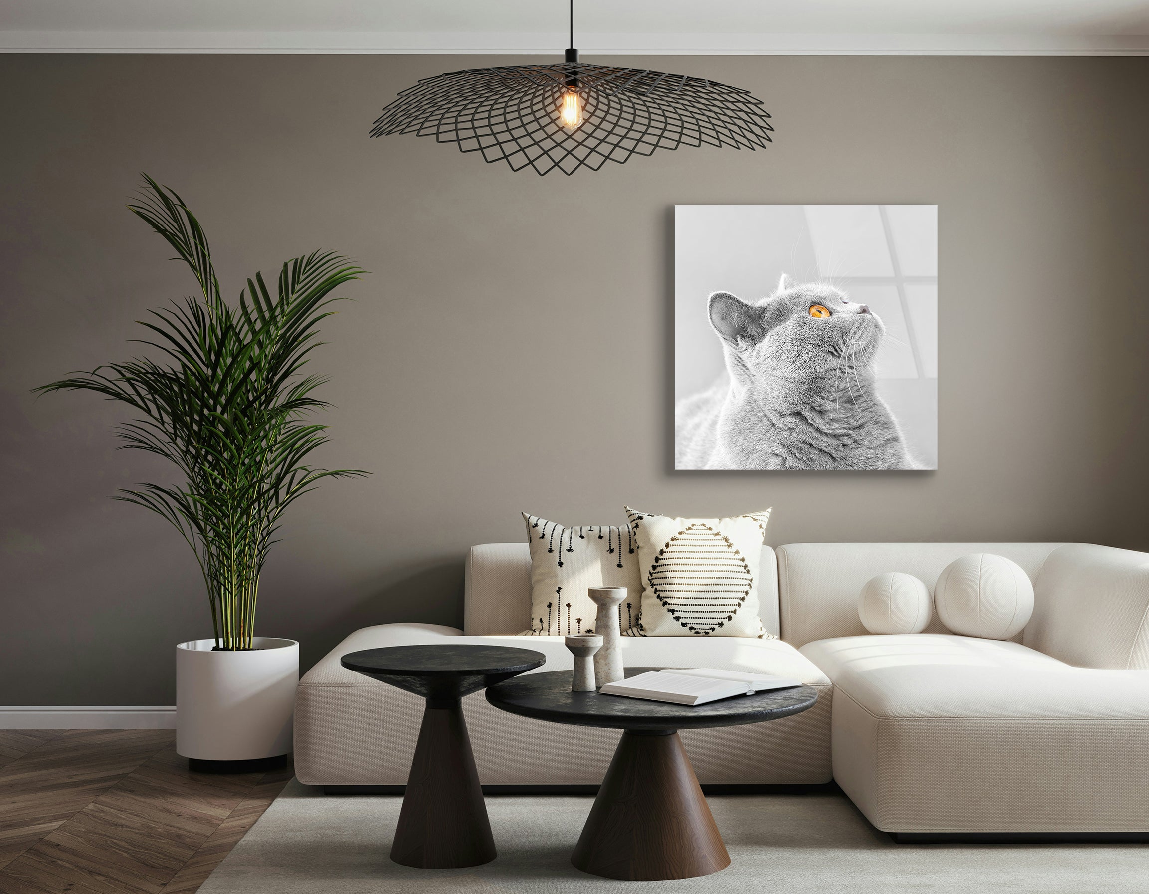 Gray British Shorthair Cat Close-Up | Premium HD Metal Wall Art