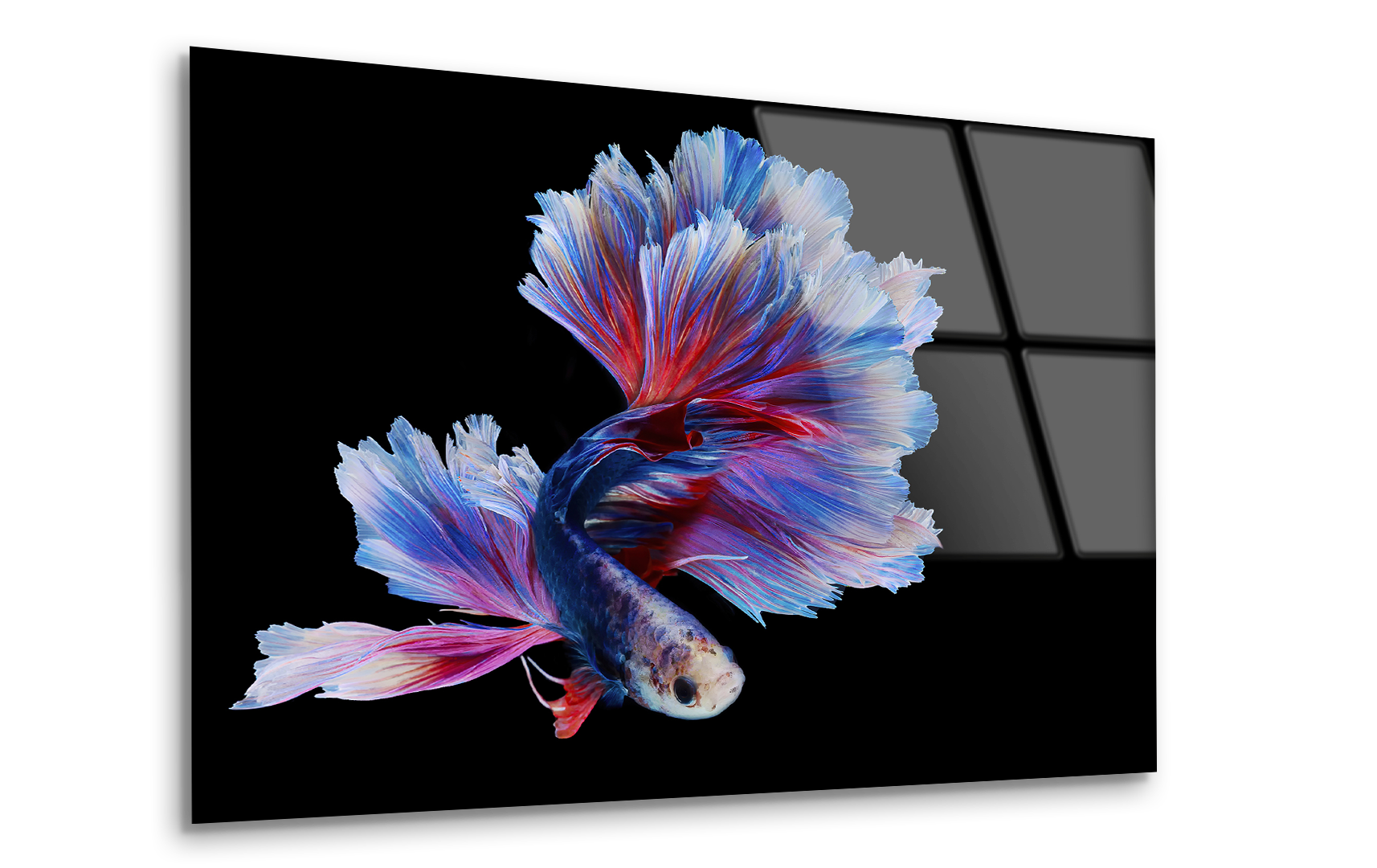 Rhythmic Red and Blue Betta Fish | Premium HD Metal Wall Art