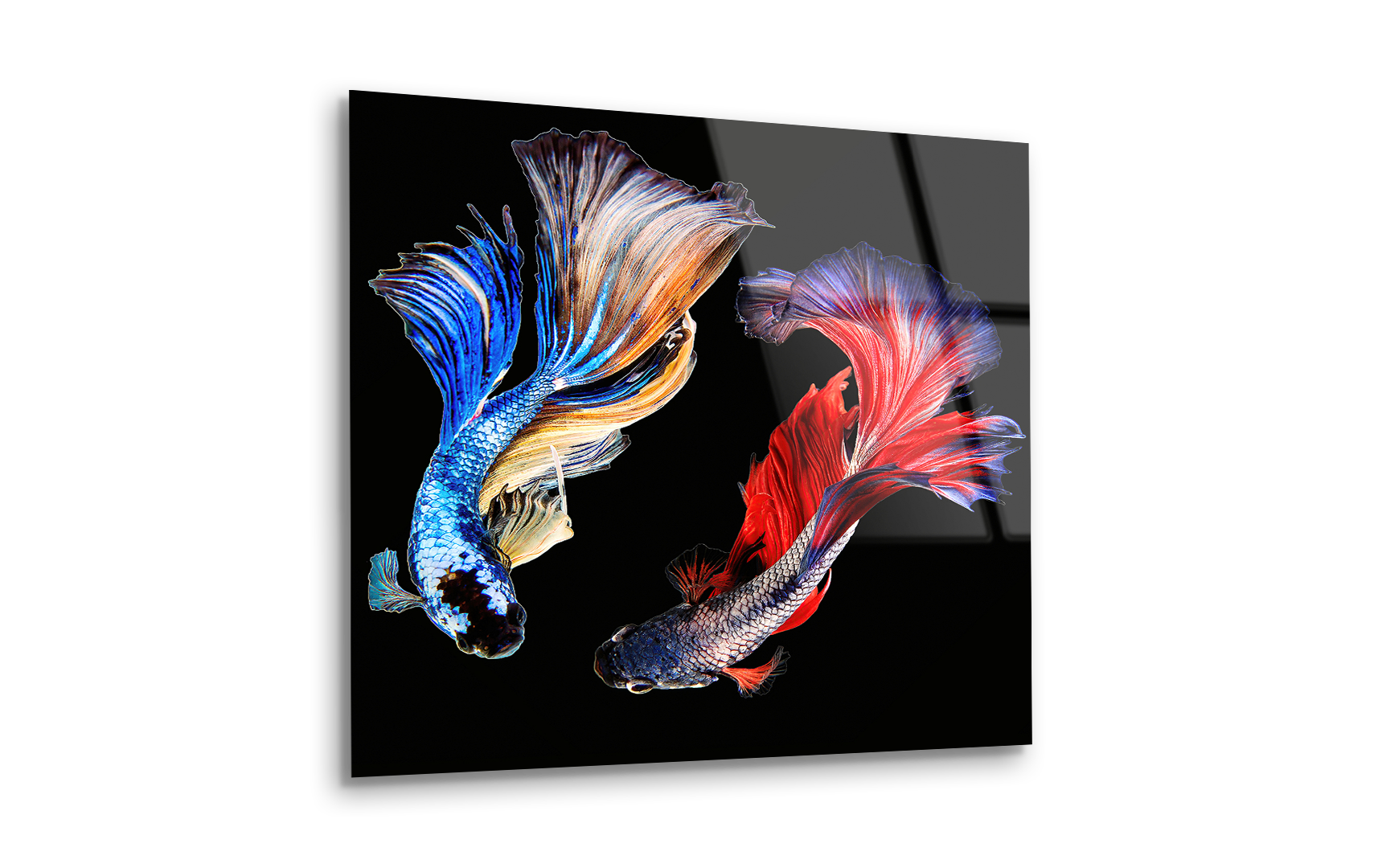 Rhythmic Betta Siamese Fighting Fish | Premium HD Metal Wall Art