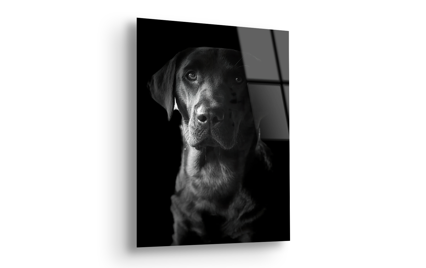 Black Labrador Retriever Portrait | Premium HD Metal Wall Art