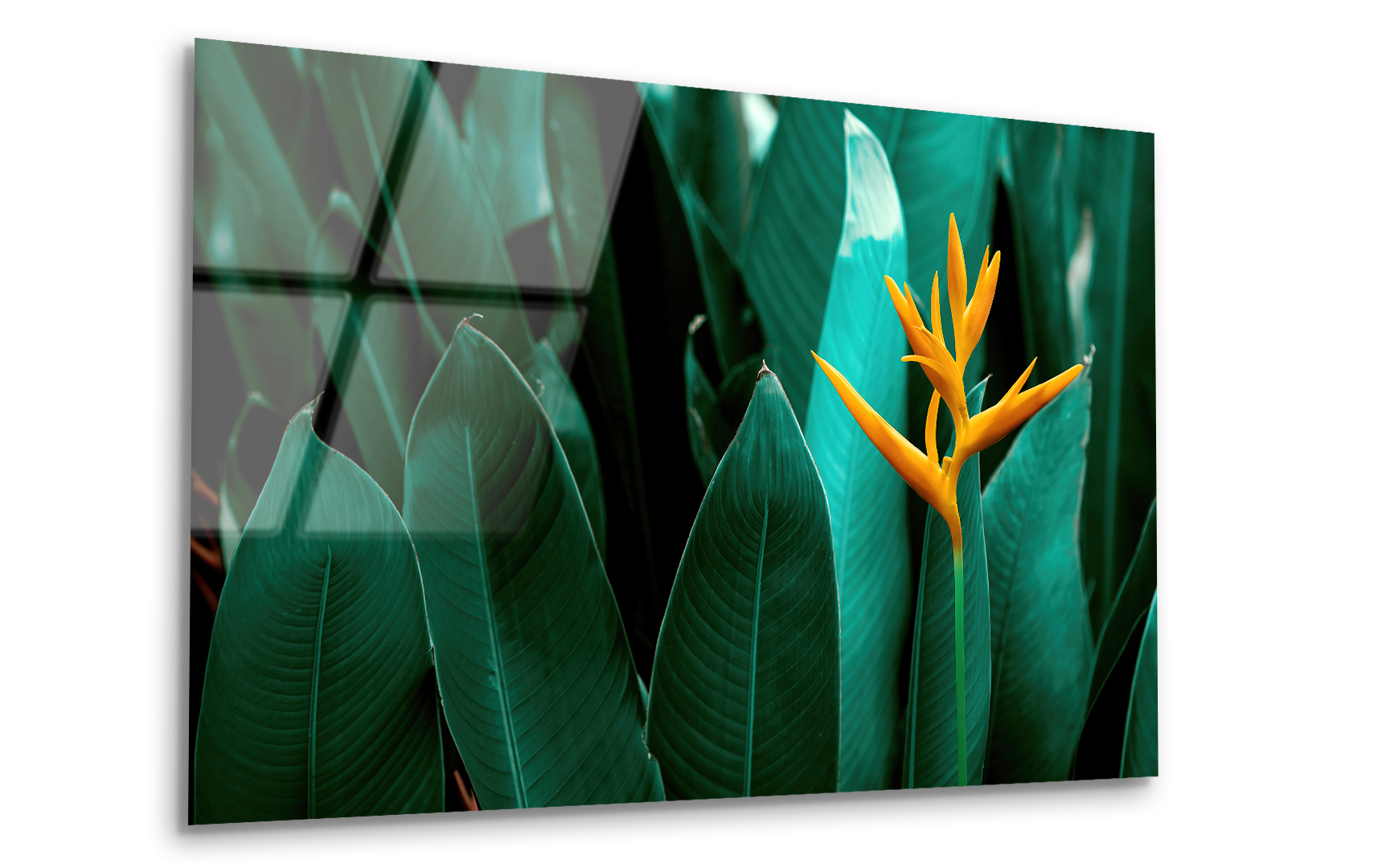Heliconia Psittacorum Flower in Tropical Garden | Premium HD Metal Wall Art