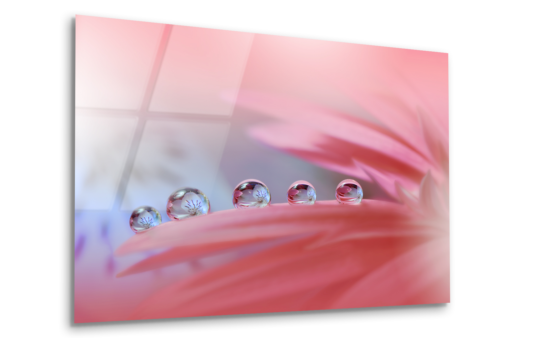 Gerbera Daisy Flower with Pastel Pink Background | Premium HD Metal Wall Art