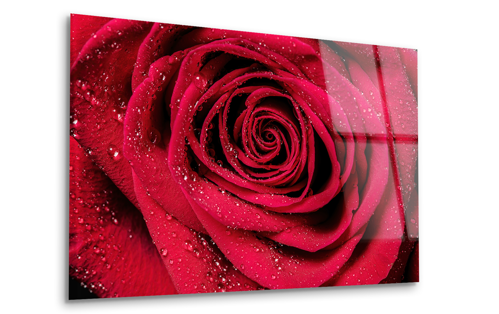 Red Rose Petals with Raindrops Close-Up | Premium HD Metal Wall Art