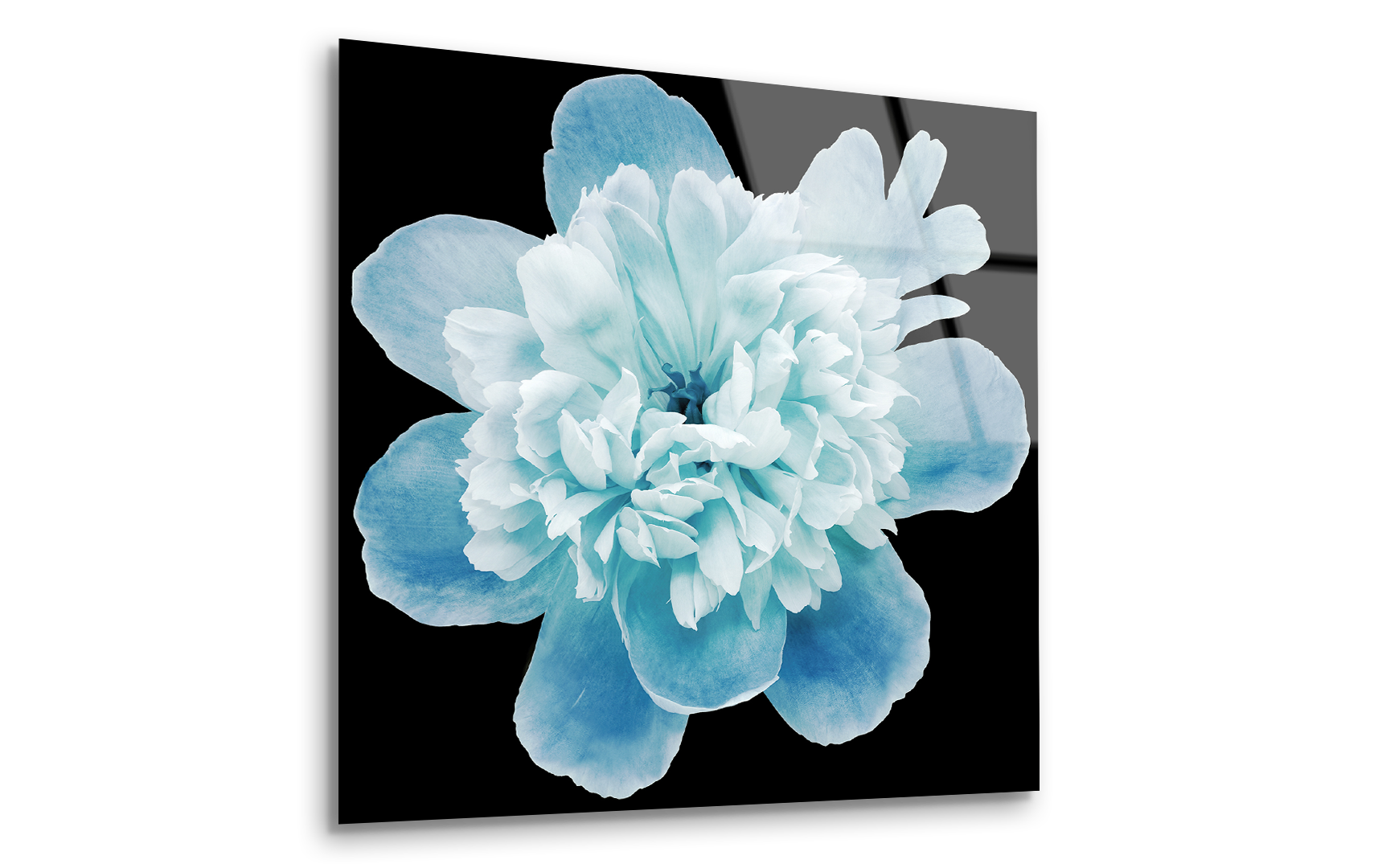 Blue Peony Flower on Black Isolated Background | Premium HD Metal Wall Art