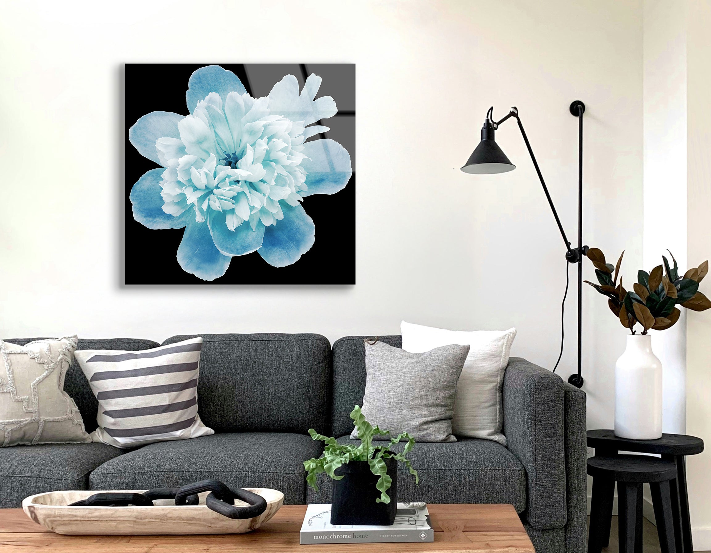 Blue Peony Flower on Black Isolated Background | Premium HD Metal Wall Art