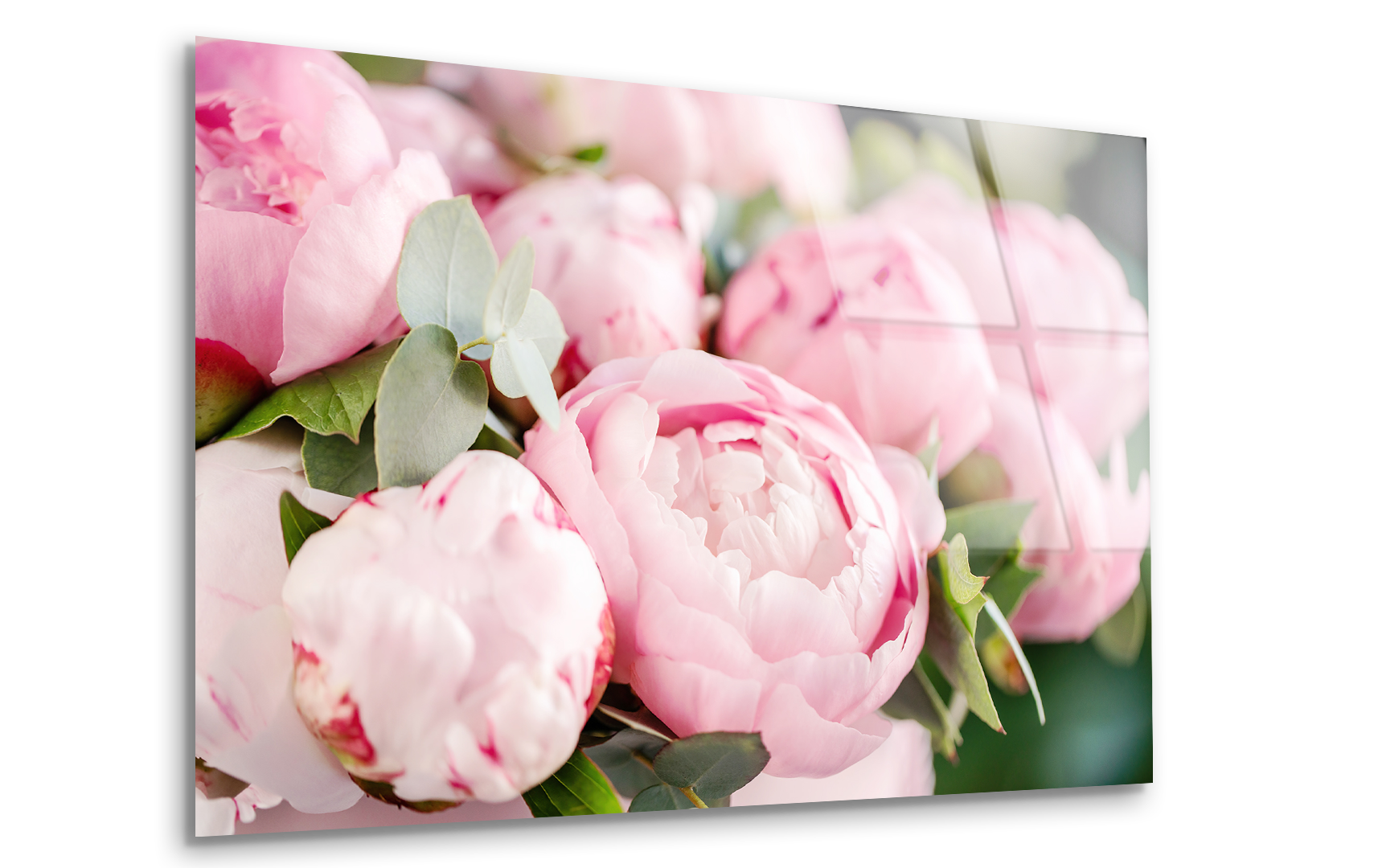Close-Up of Pink Peonies | Premium HD Metal Wall Art