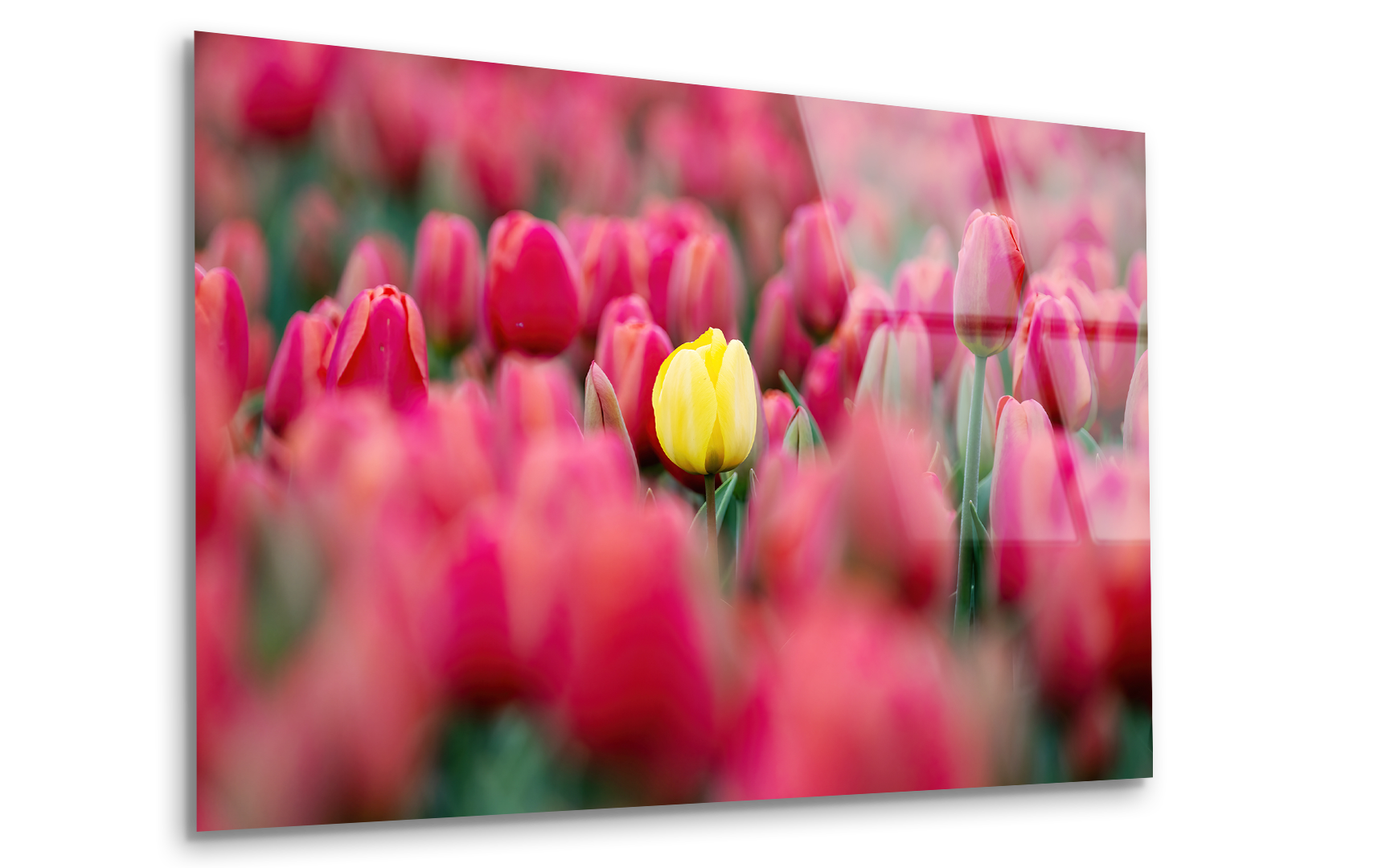 Field of Tulips with Bright Yellow Tulip | Premium HD Metal Wall Art
