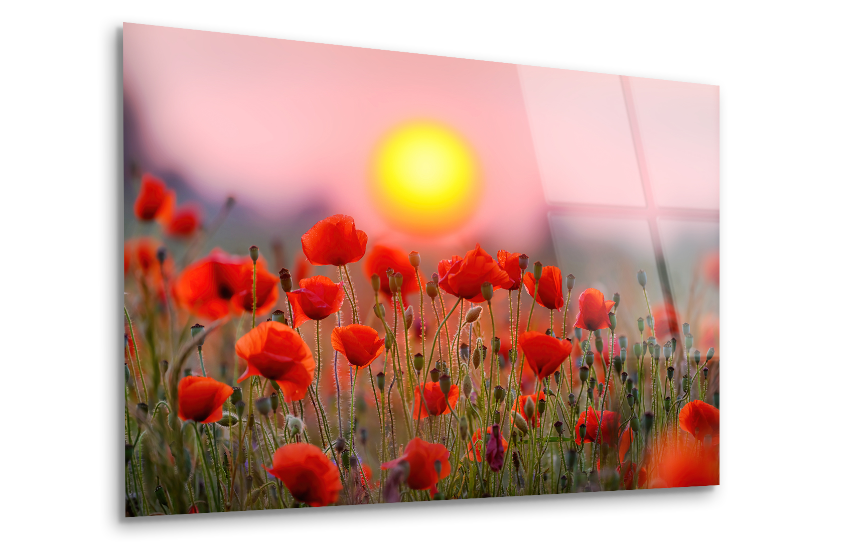 Red Poppy Flowers Against Sunset Sky | Premium HD Metal Wall Art