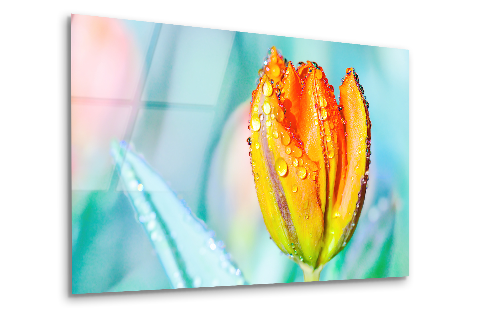 Orange Tulip with Water Drops | Premium HD Metal Wall Art