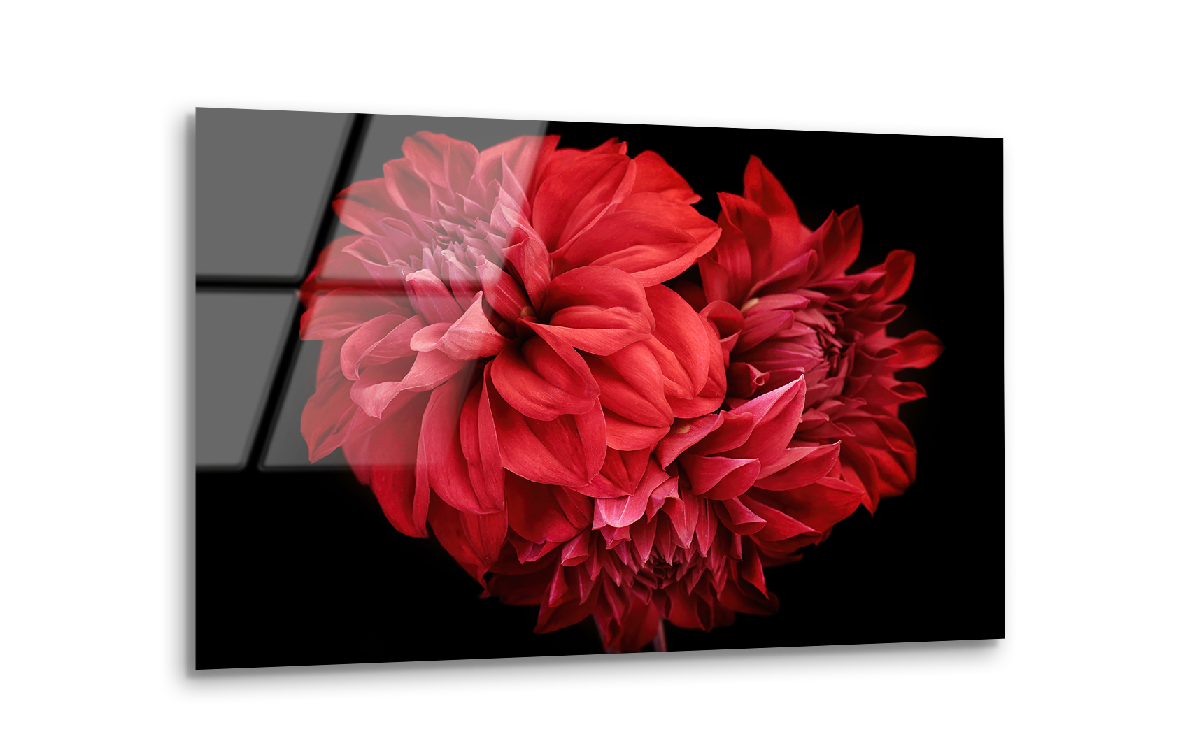 Red Dahlia Flowers and Buds Close-Up | Premium HD Metal Wall Art